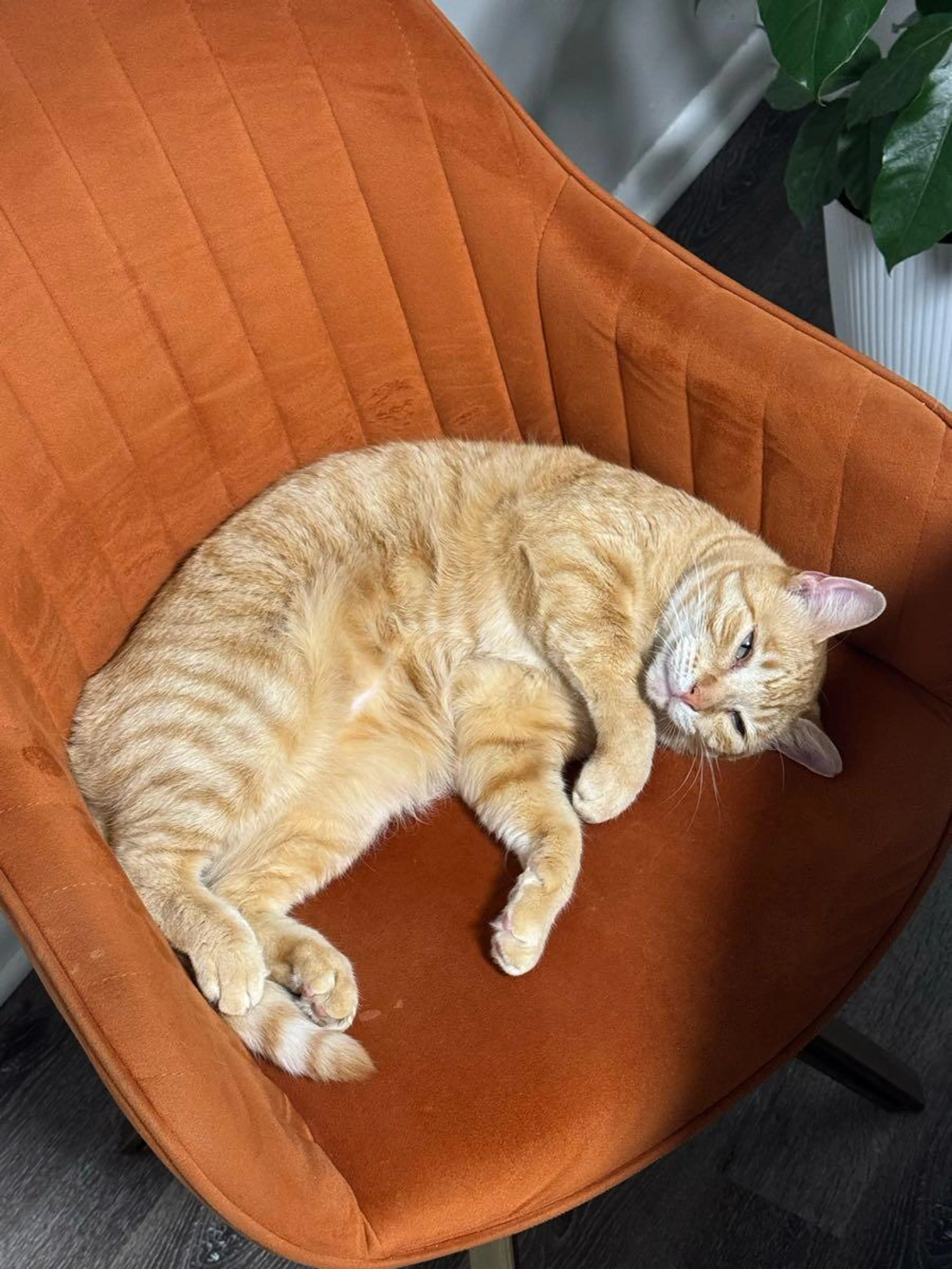 Lost pet