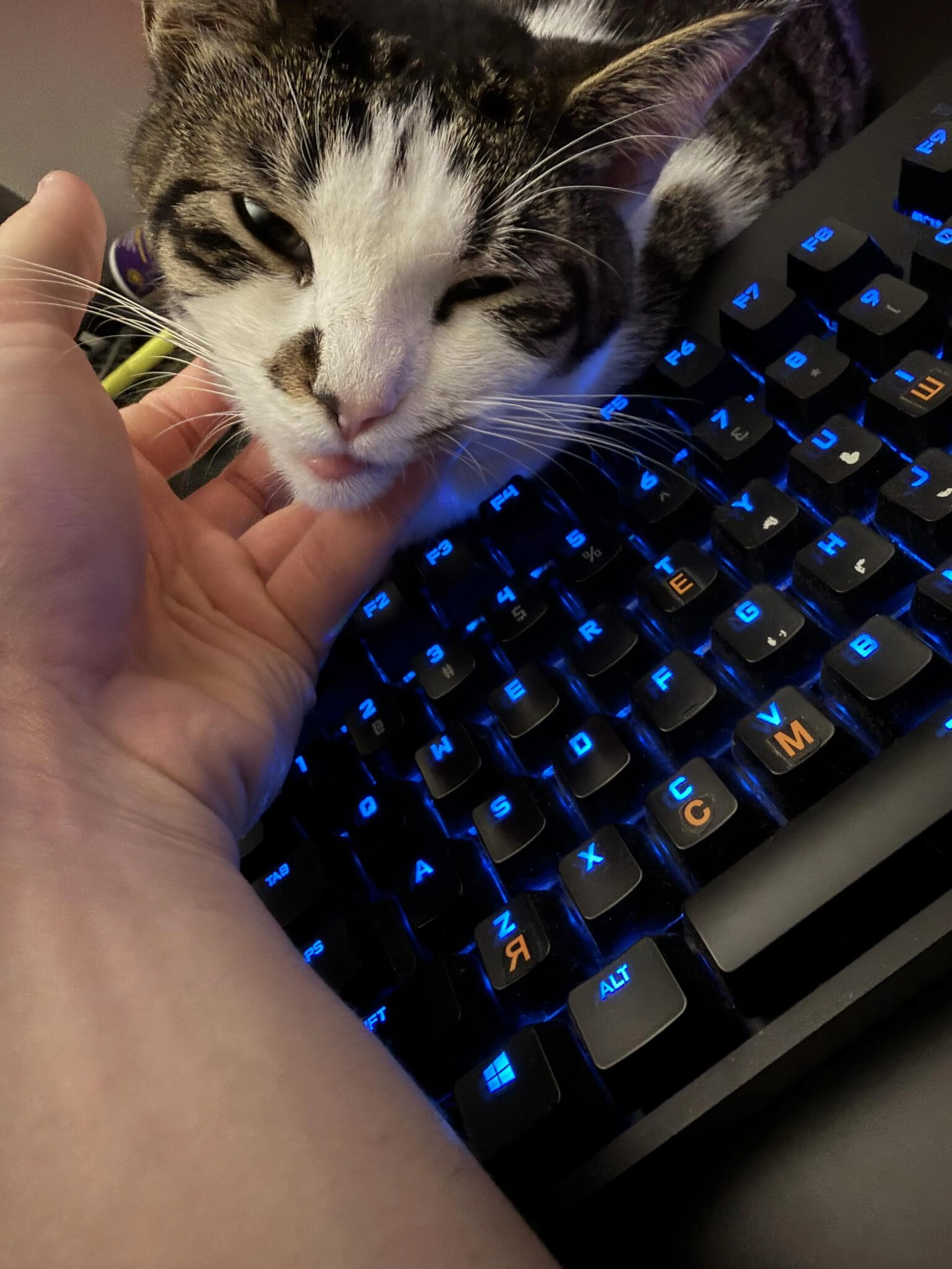 Lost pet