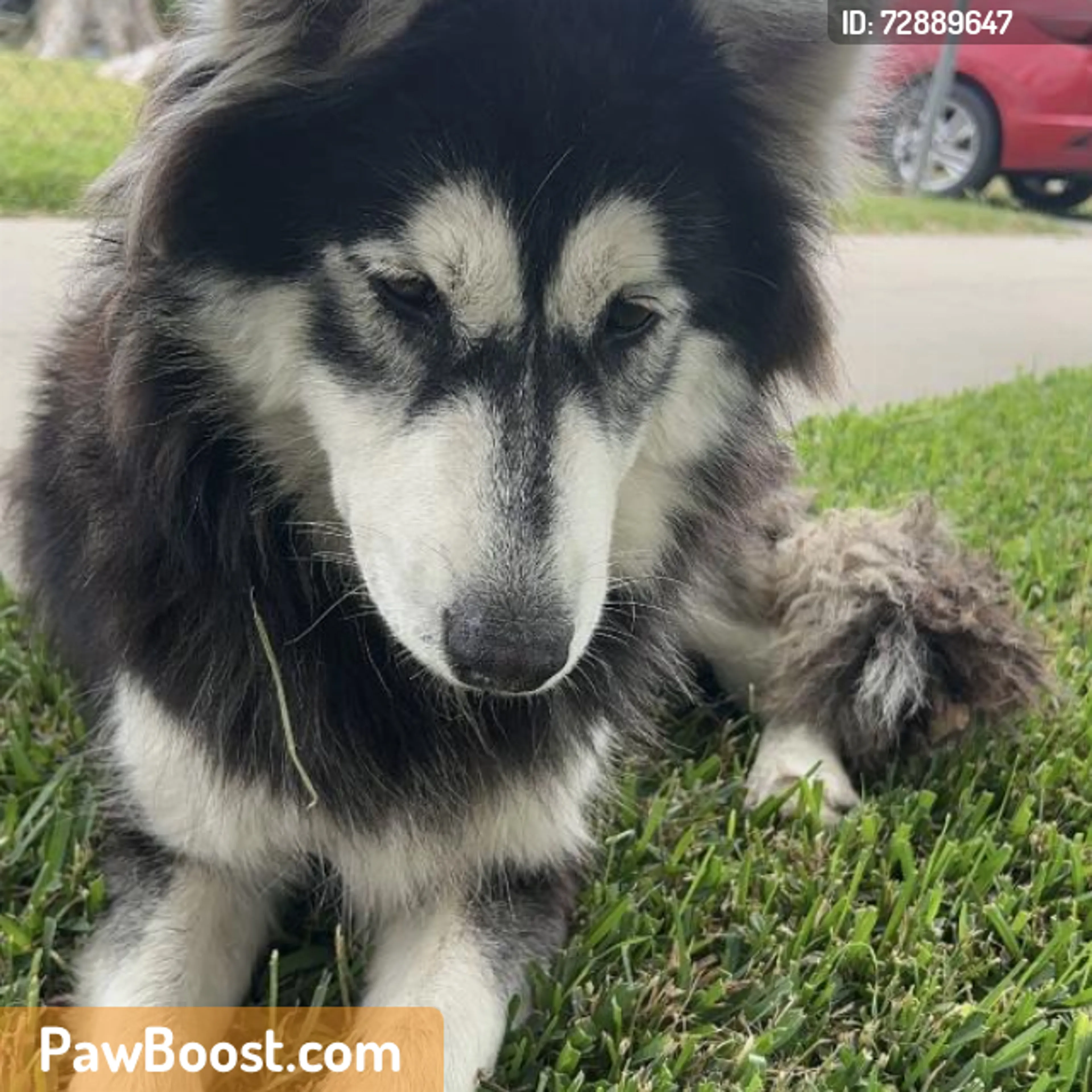 Found pet