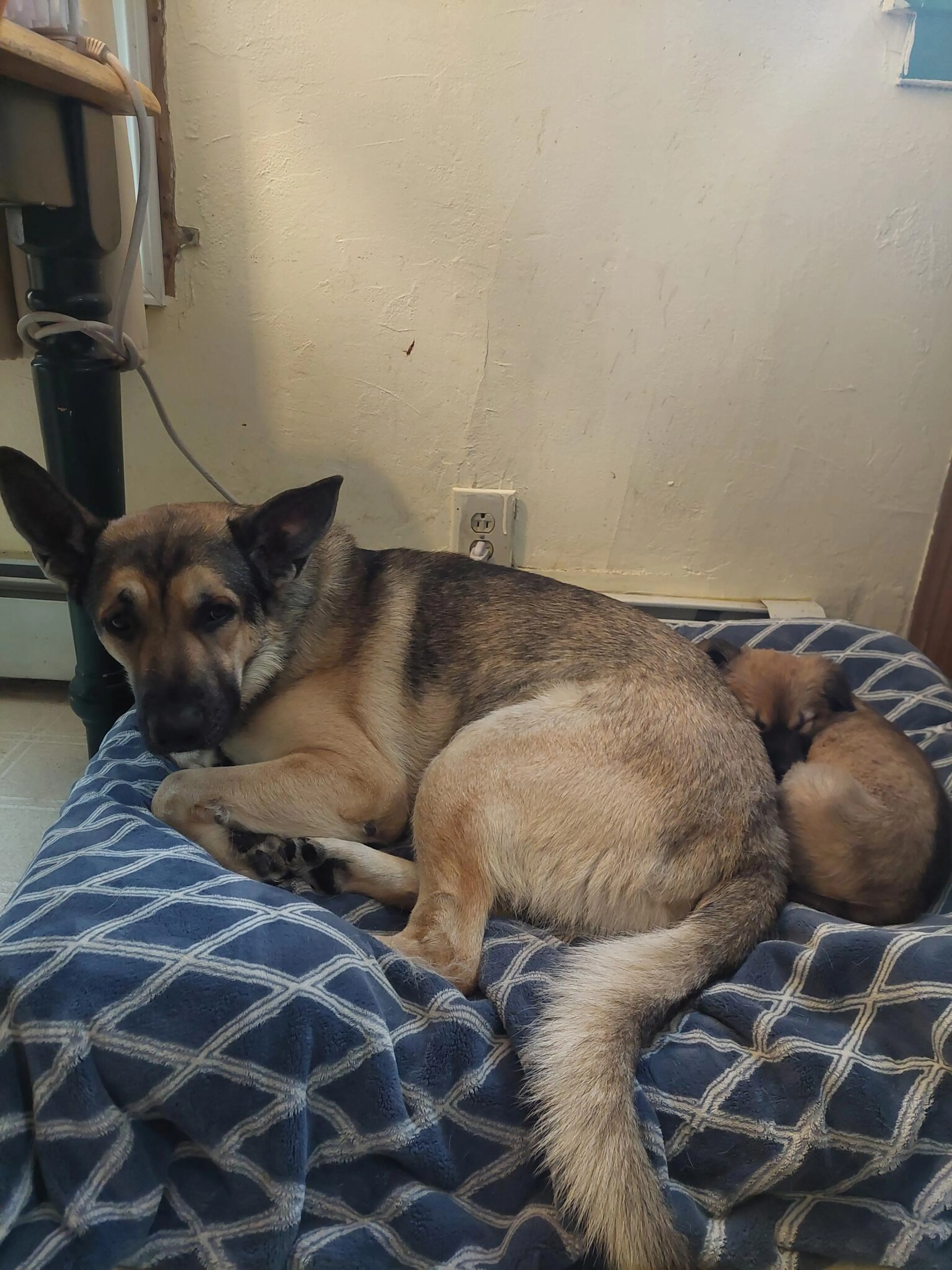 Lost pet