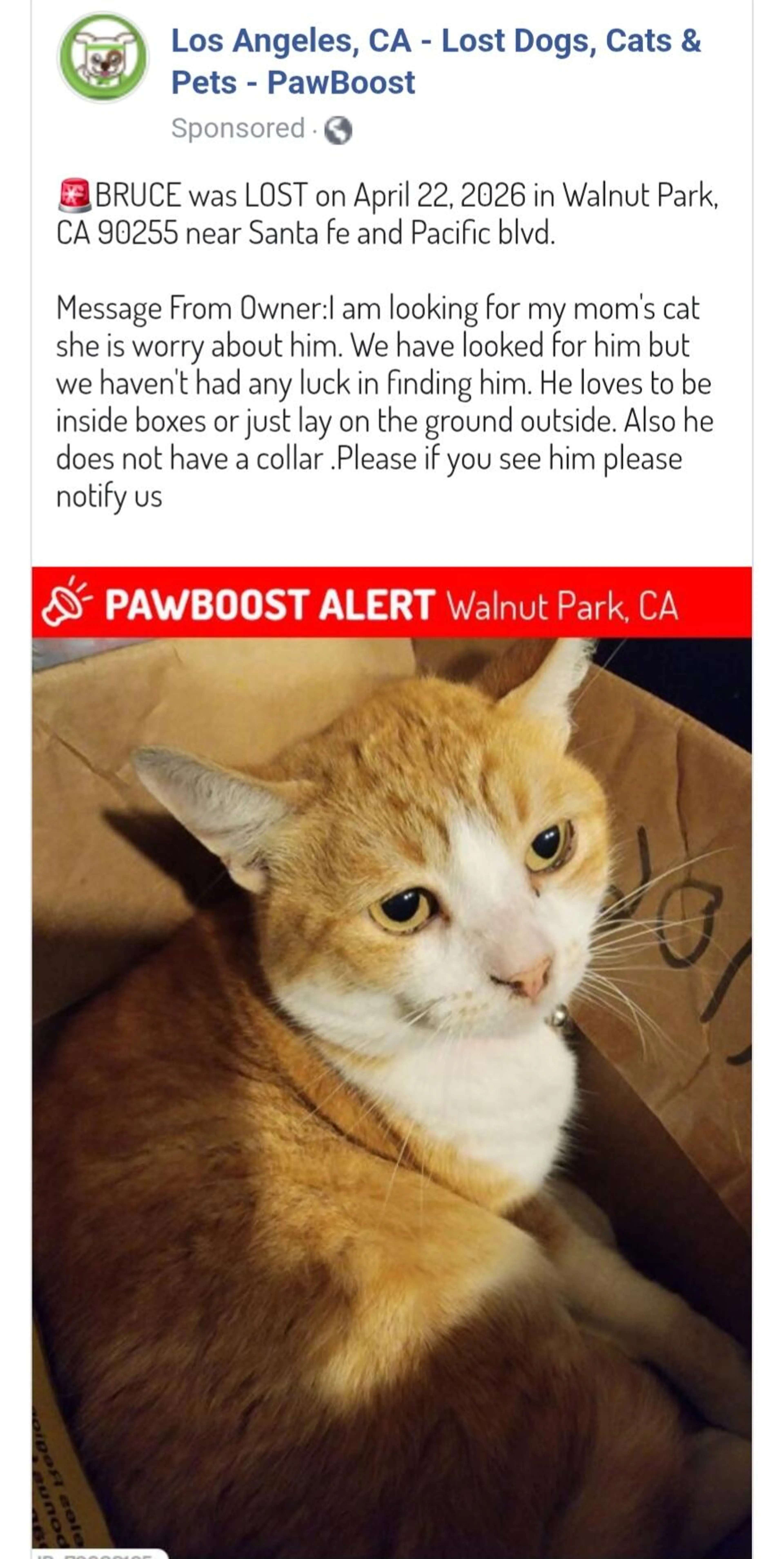 Lost pet