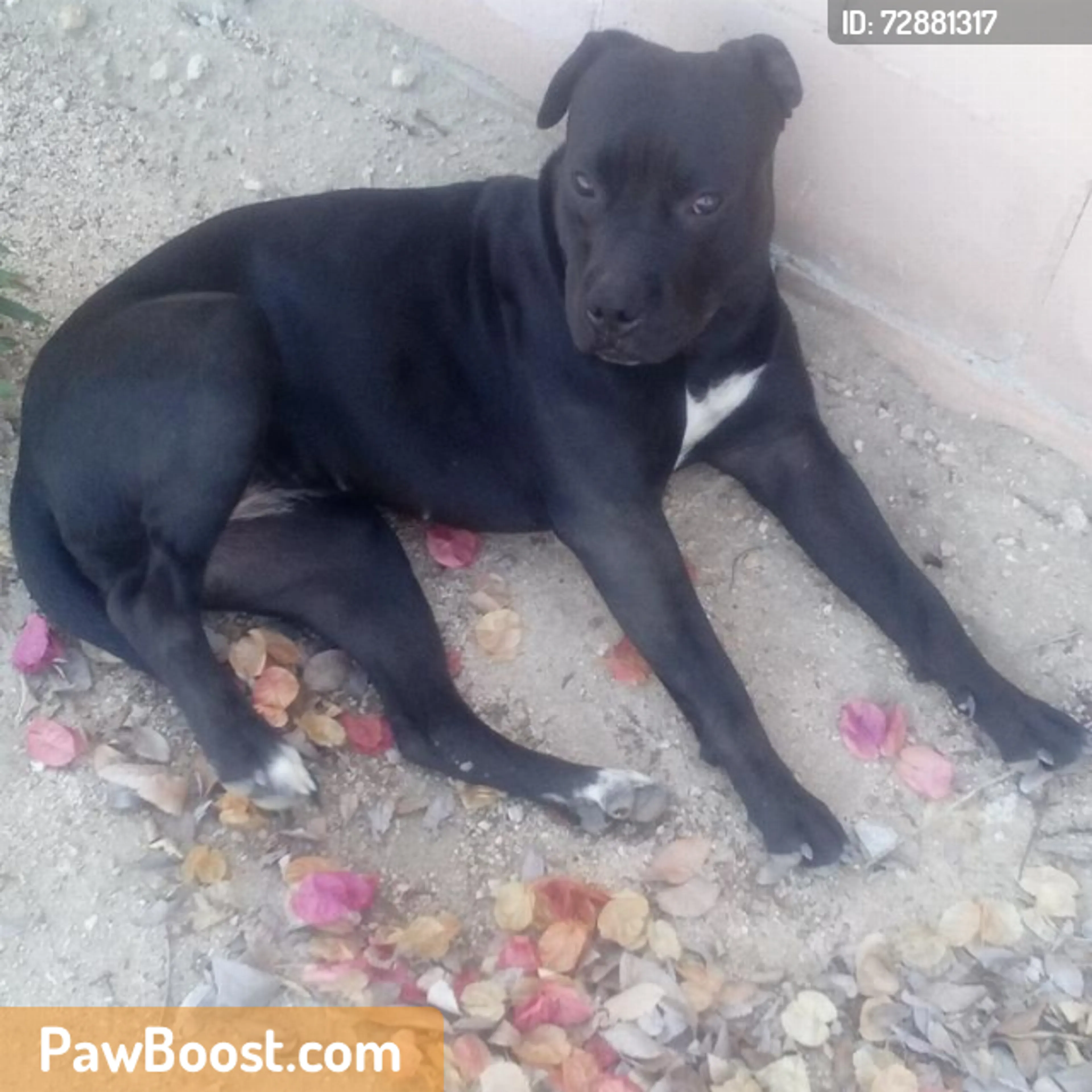 Found pet