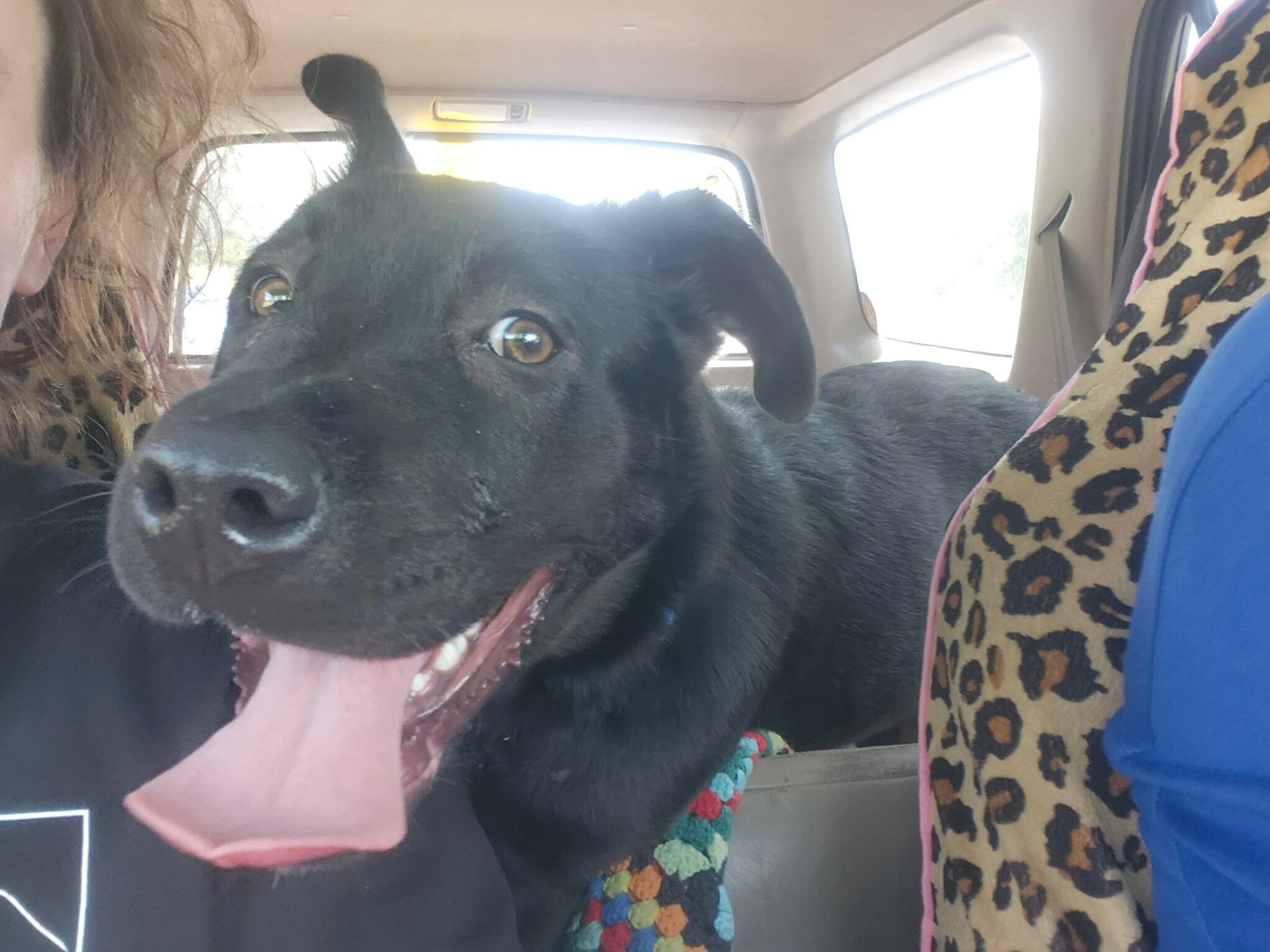 Found pet