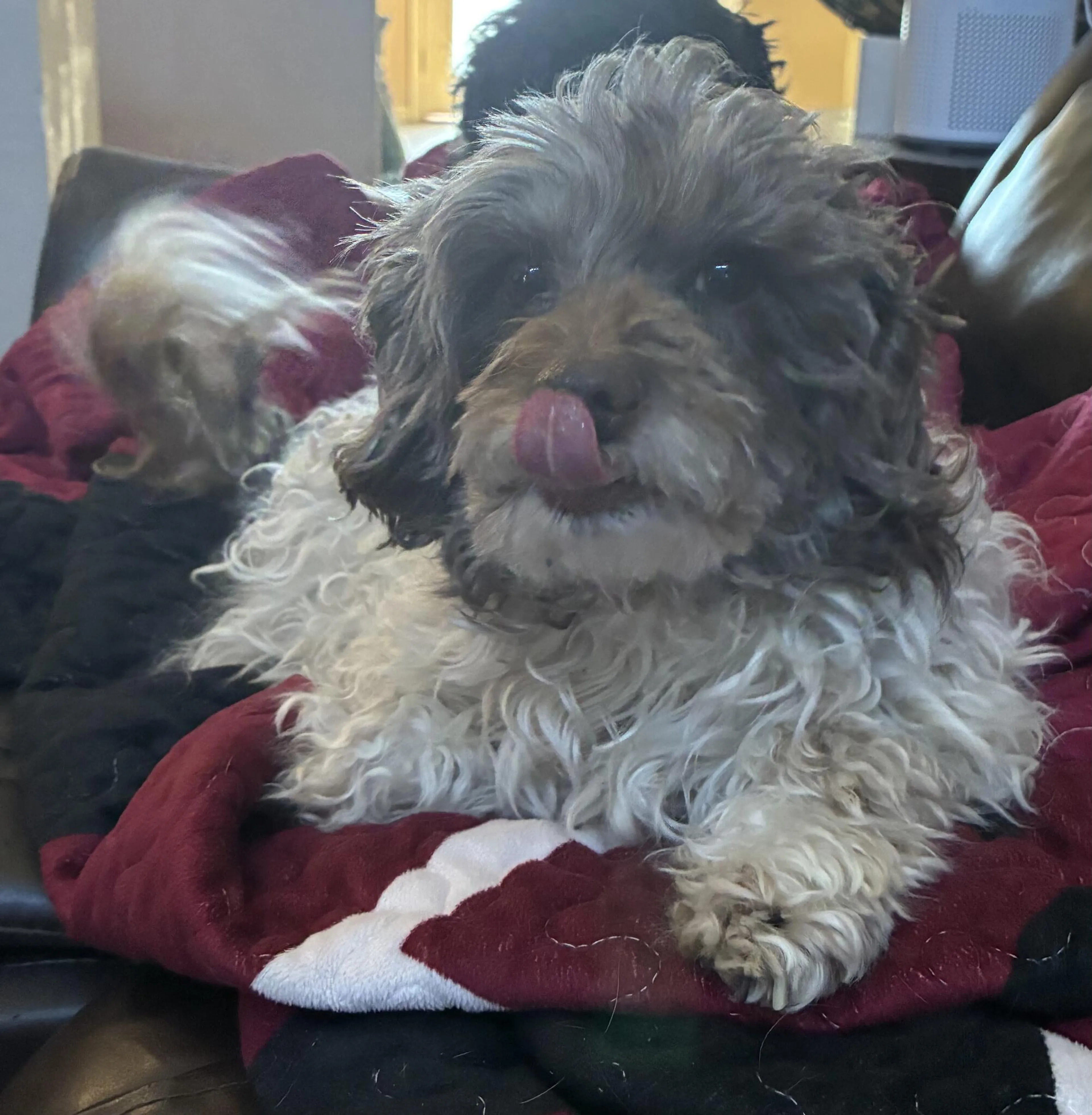 Lost pet