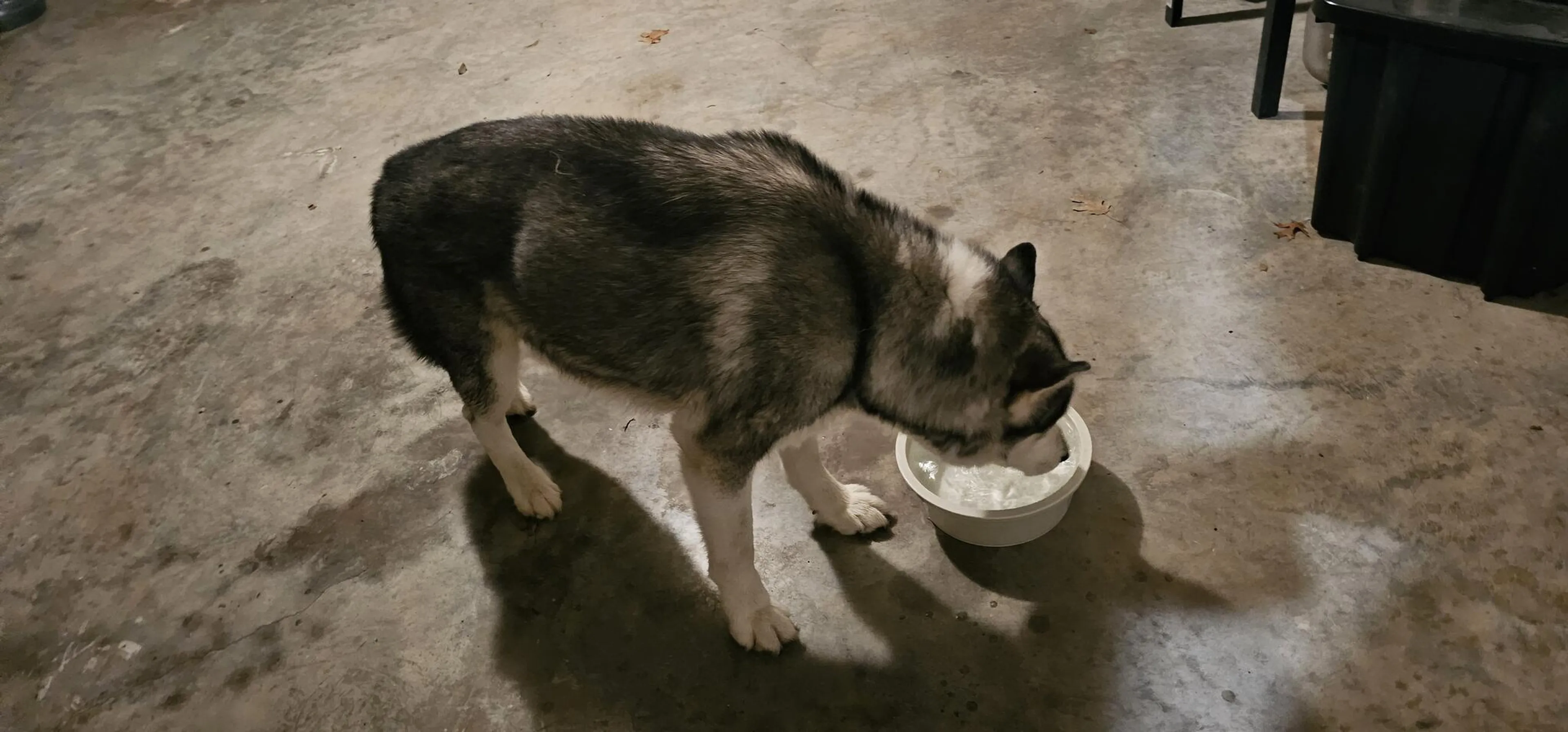 Found pet