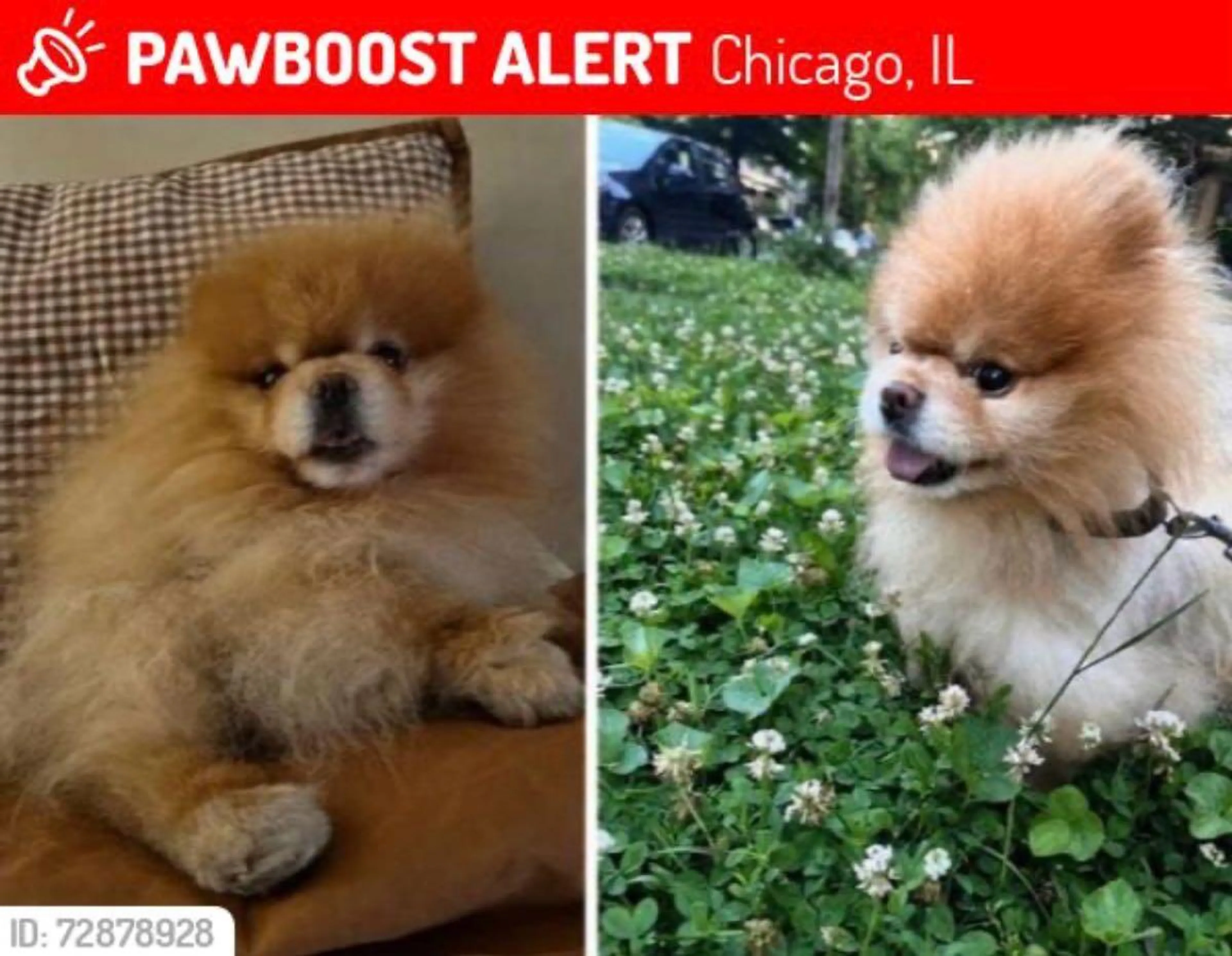 Lost pet