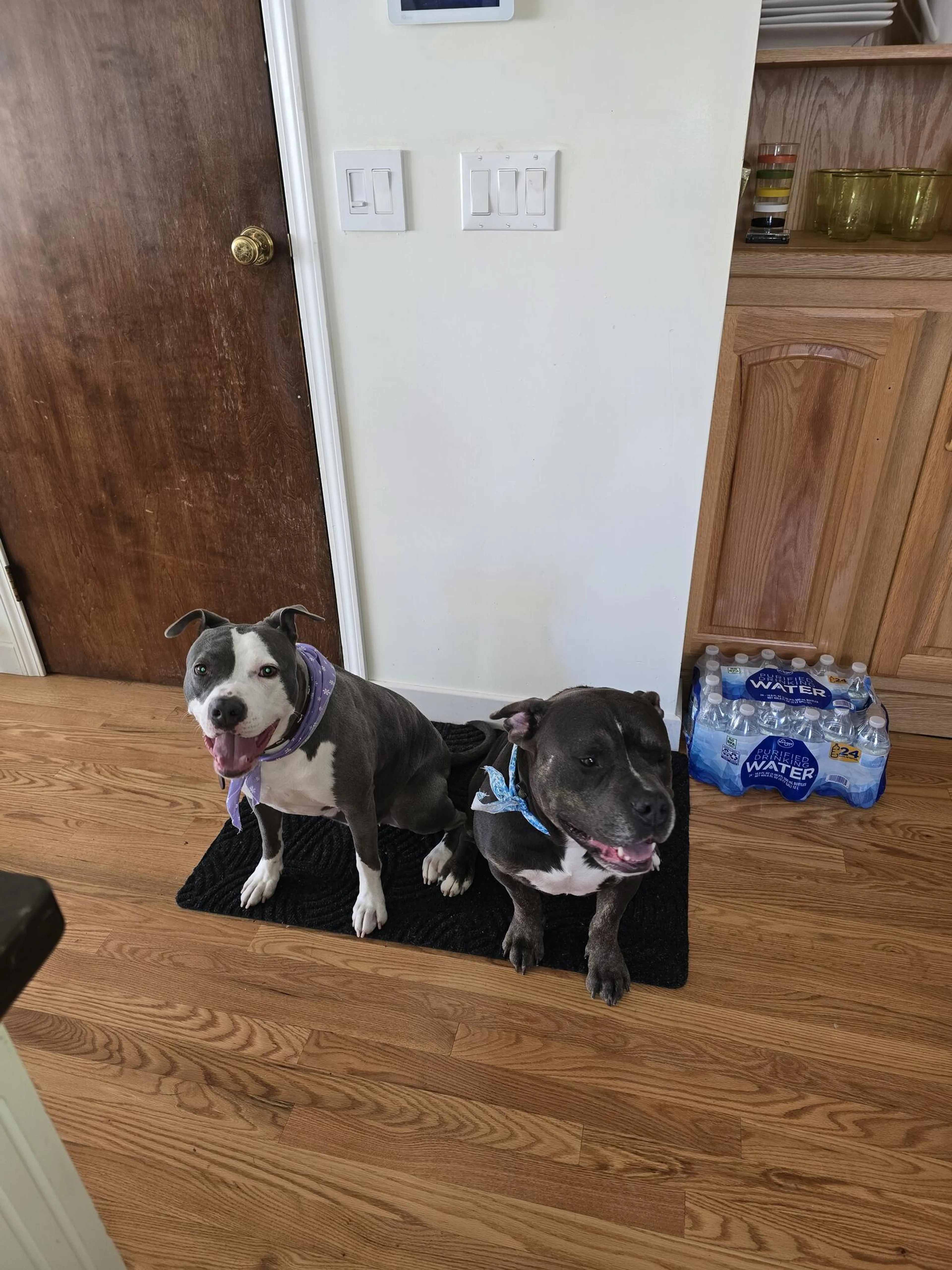 Lost pet