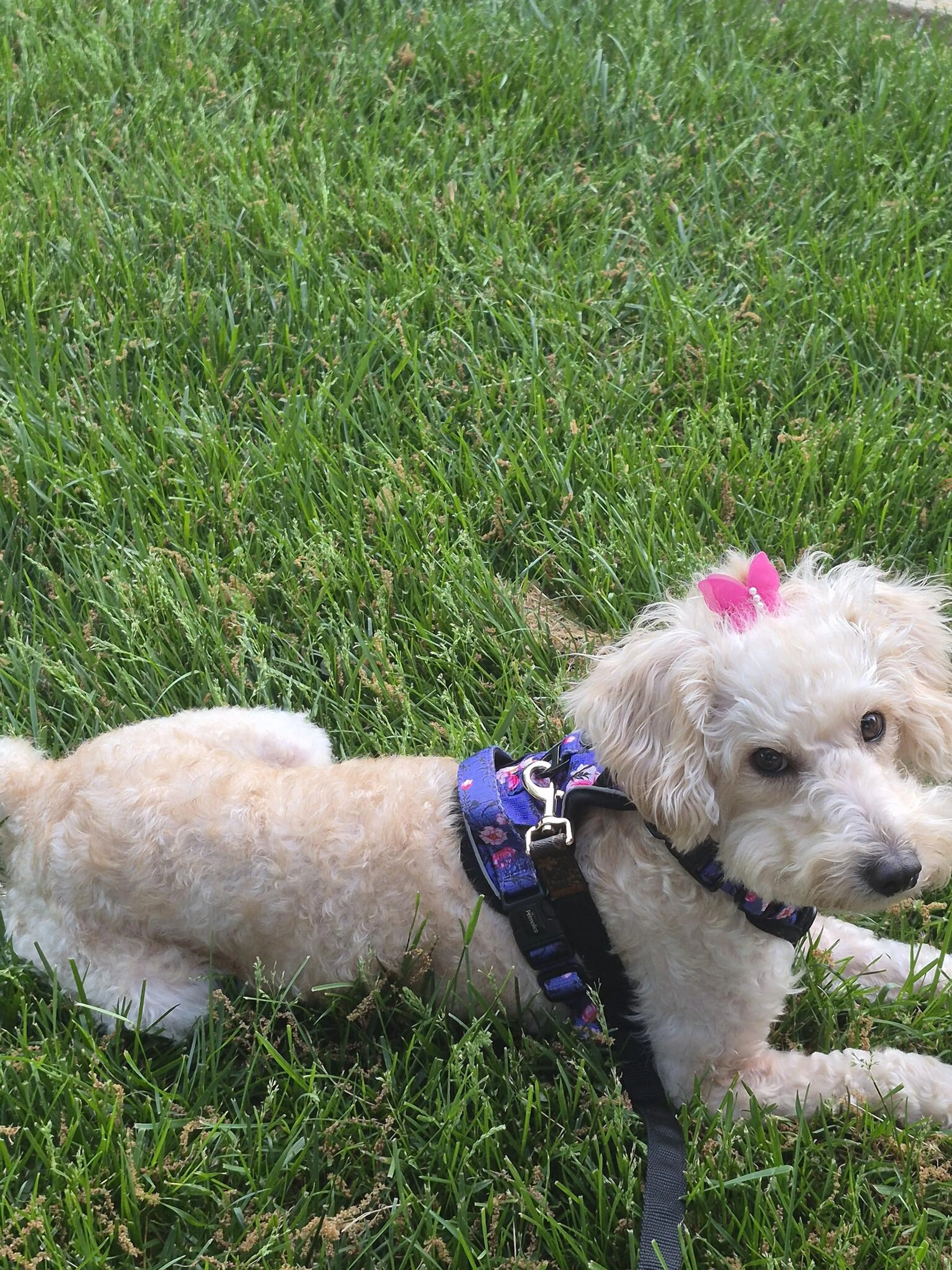 Lost pet