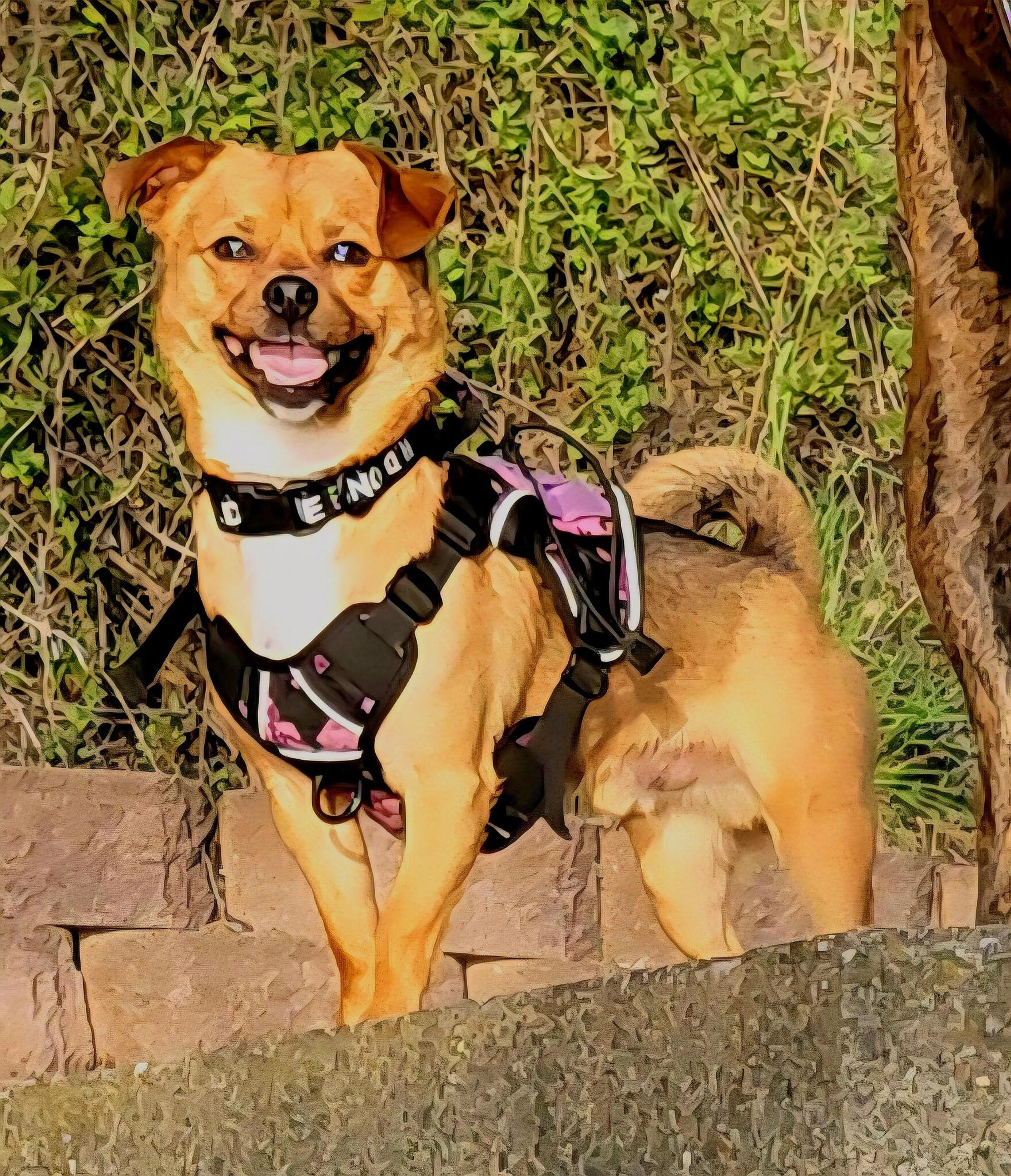 Lost pet