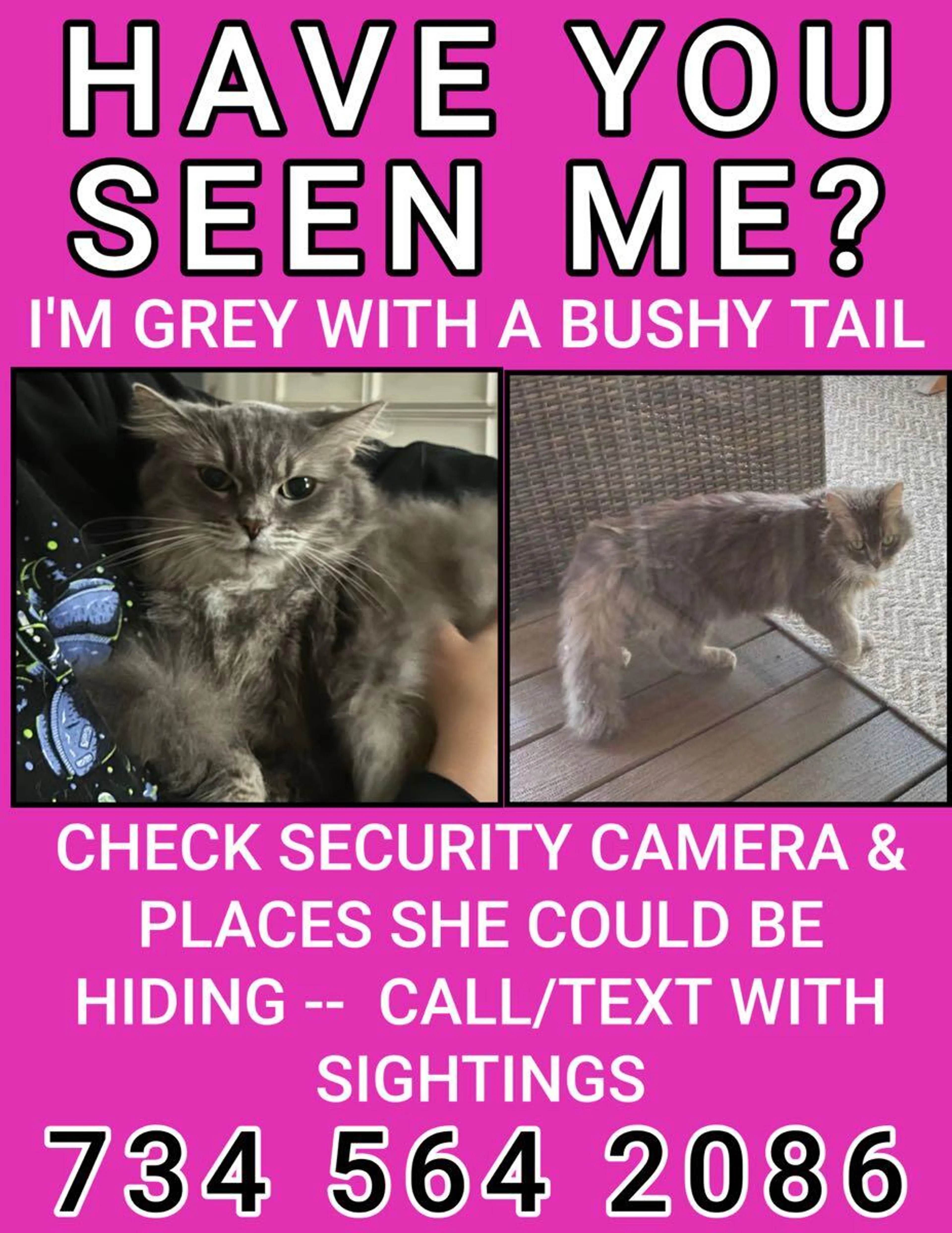 Lost pet