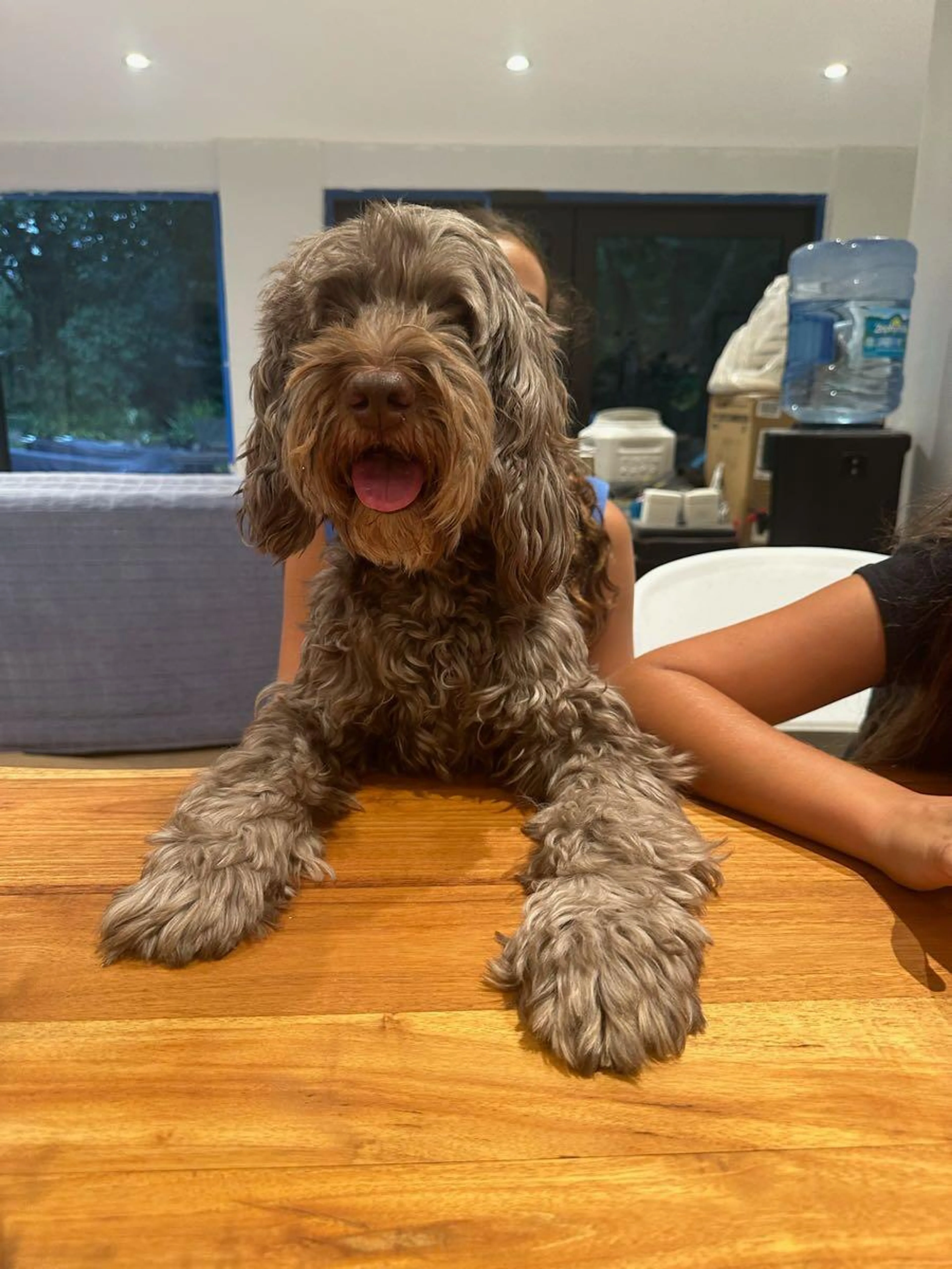 Lost pet