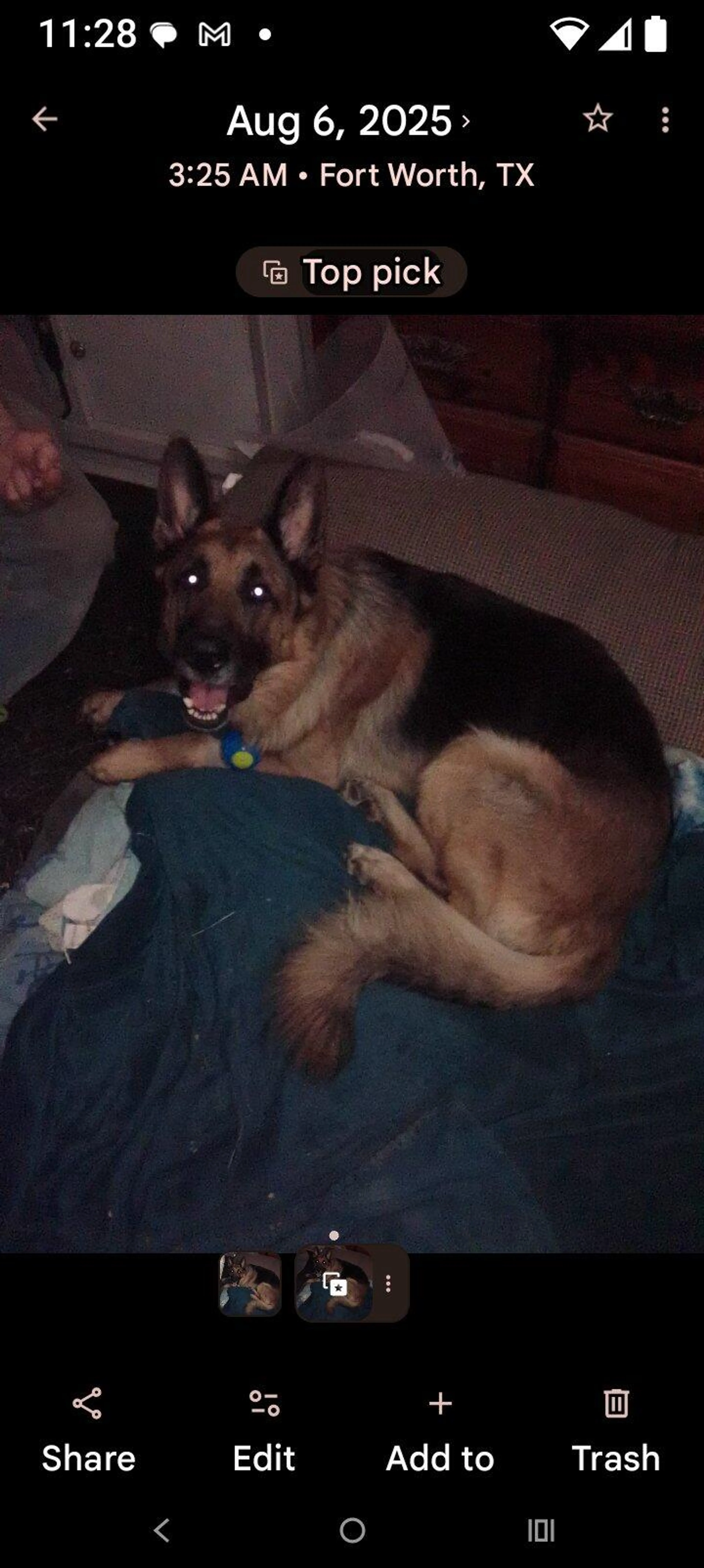 Lost pet