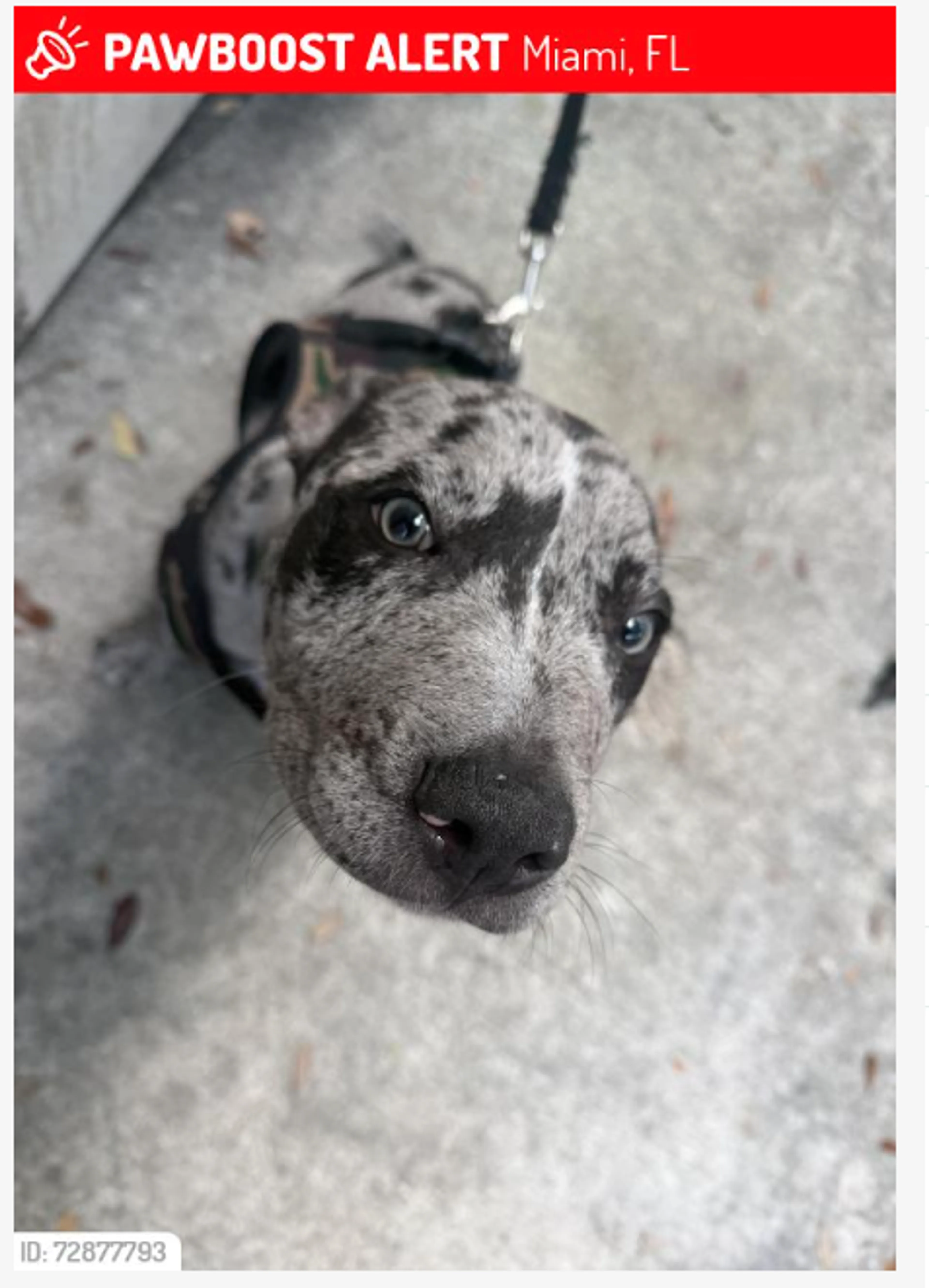 Lost pet