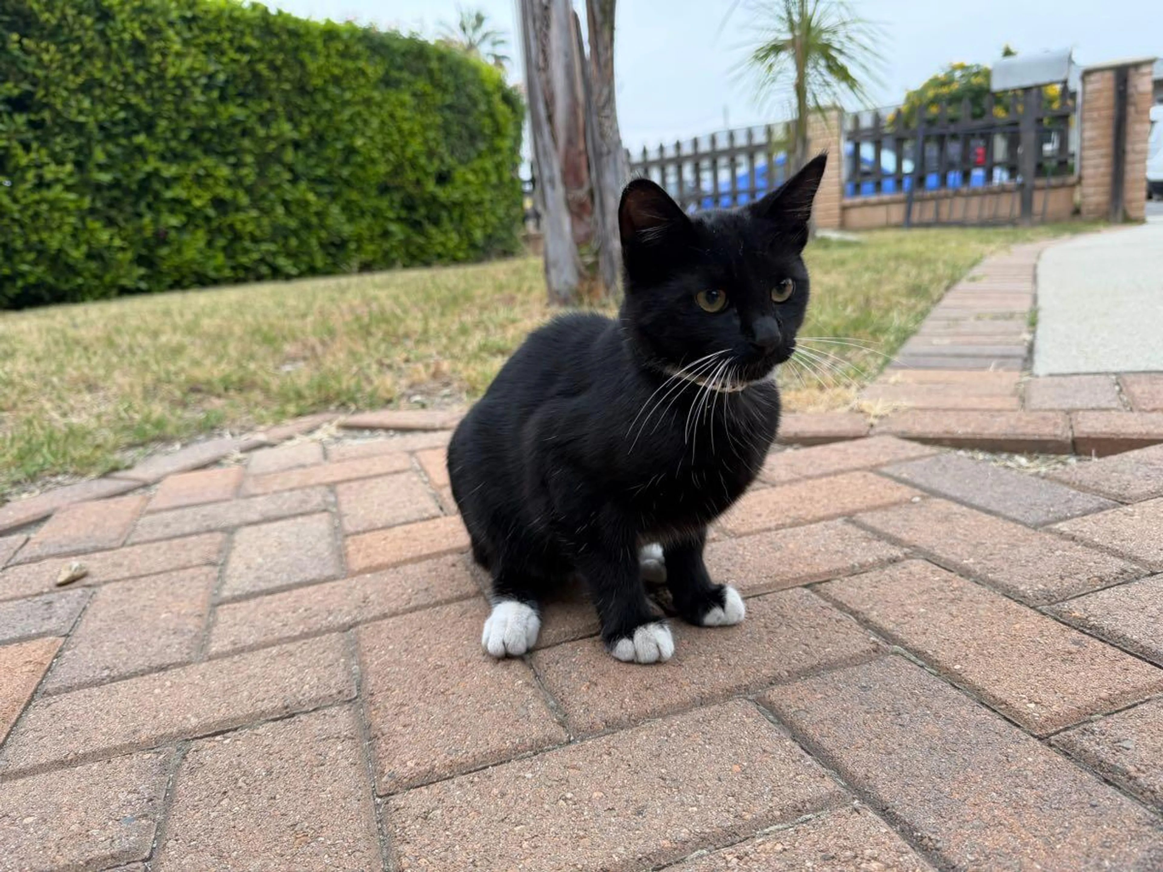 Found pet