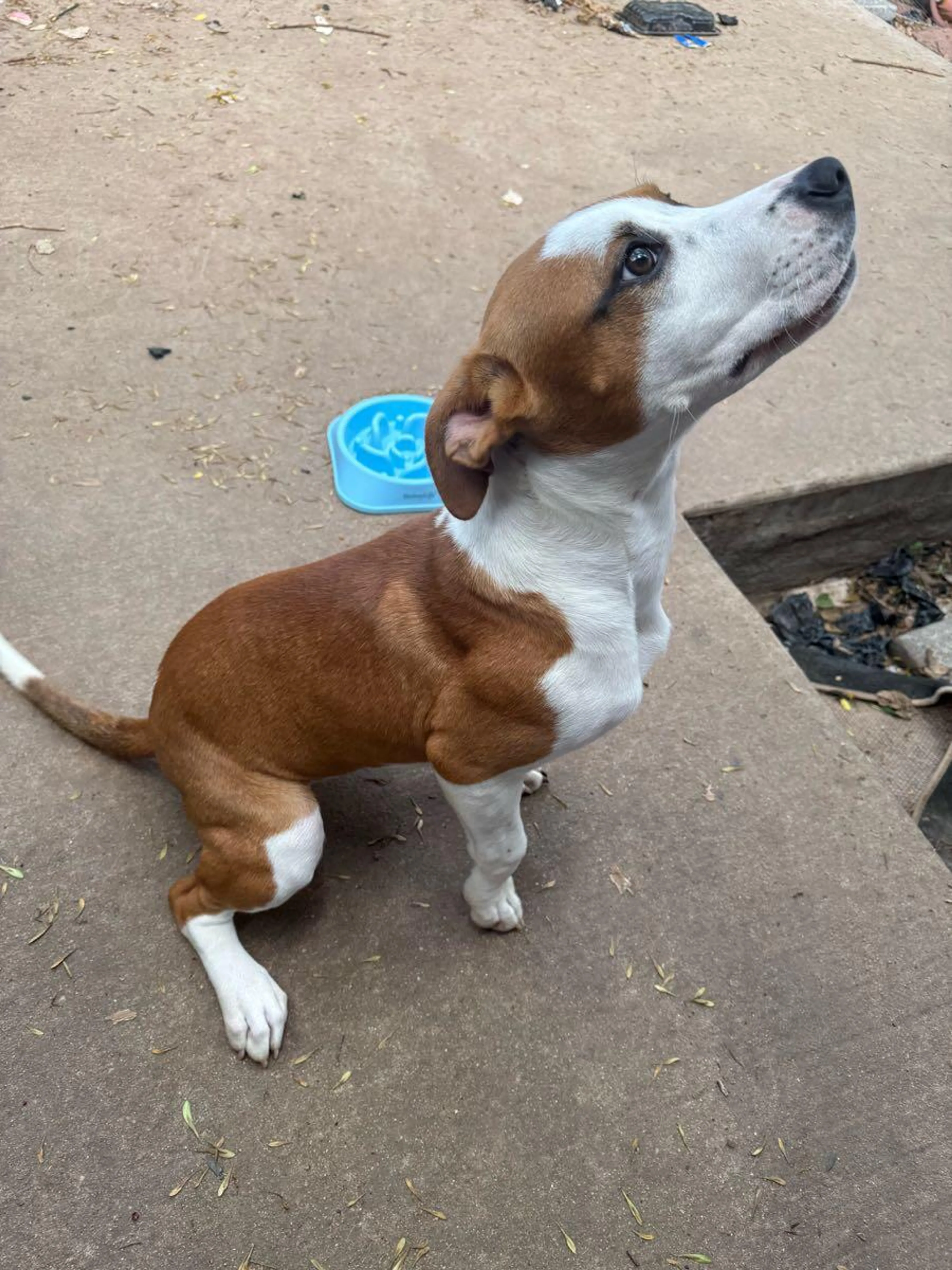 Lost pet