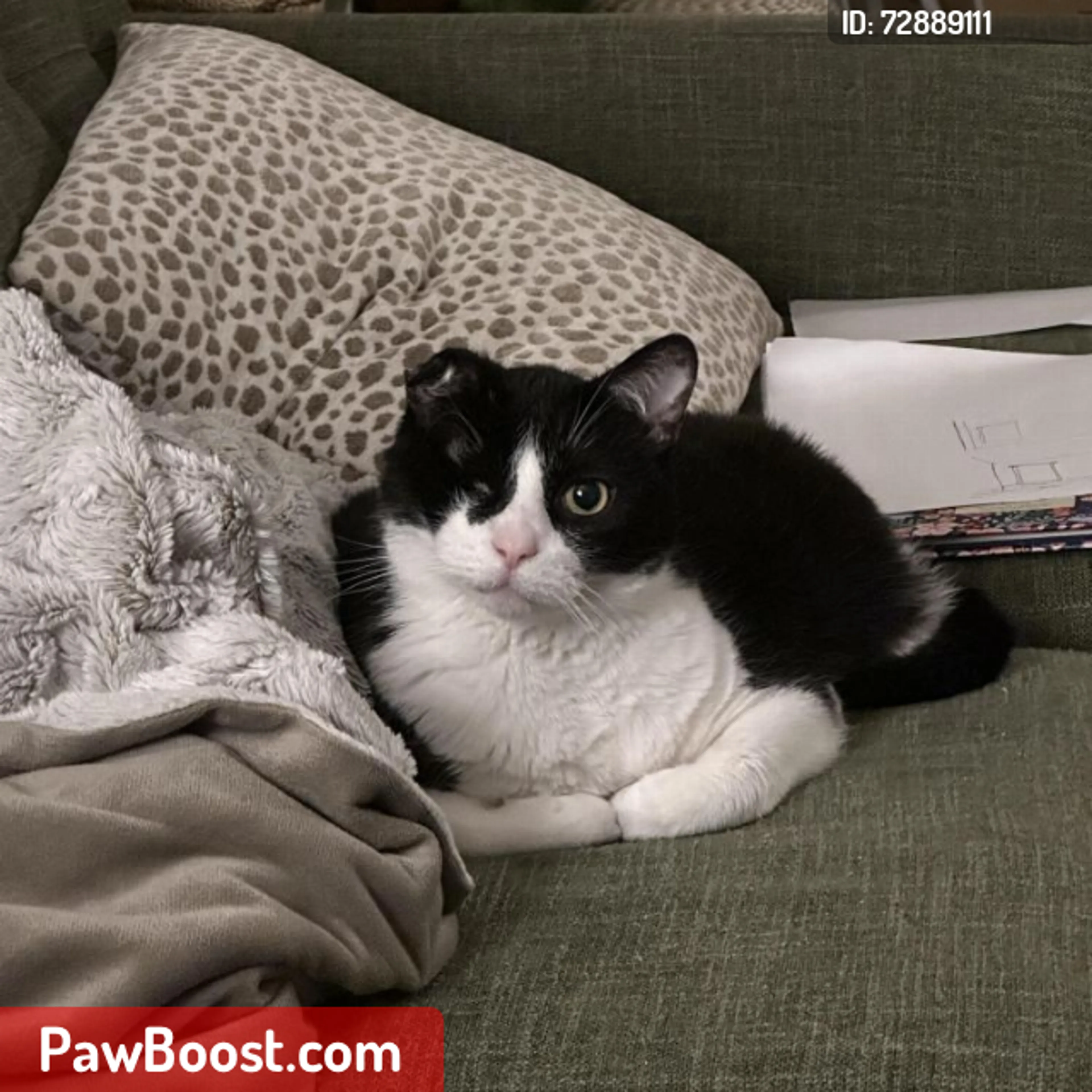 Lost pet