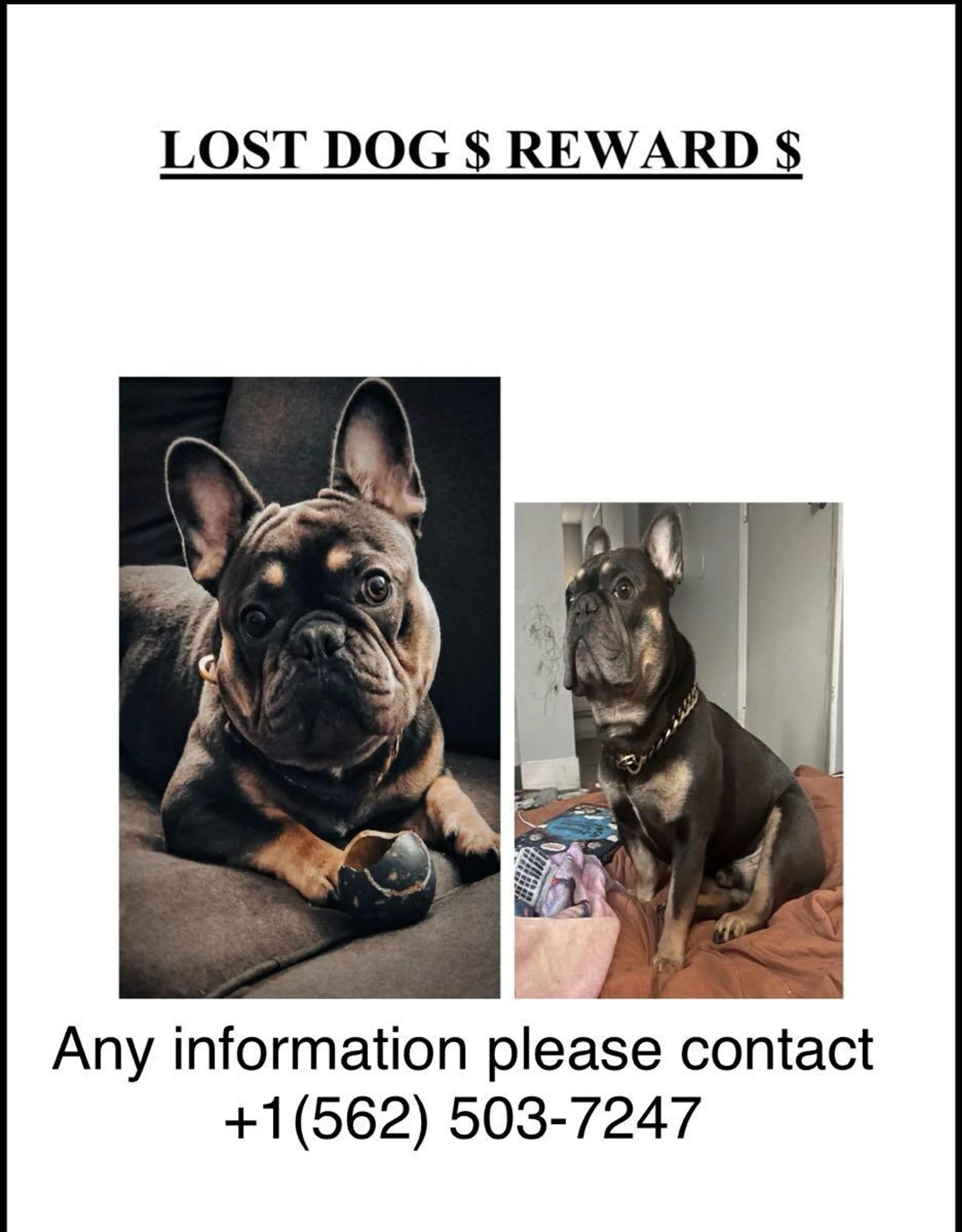 Lost pet