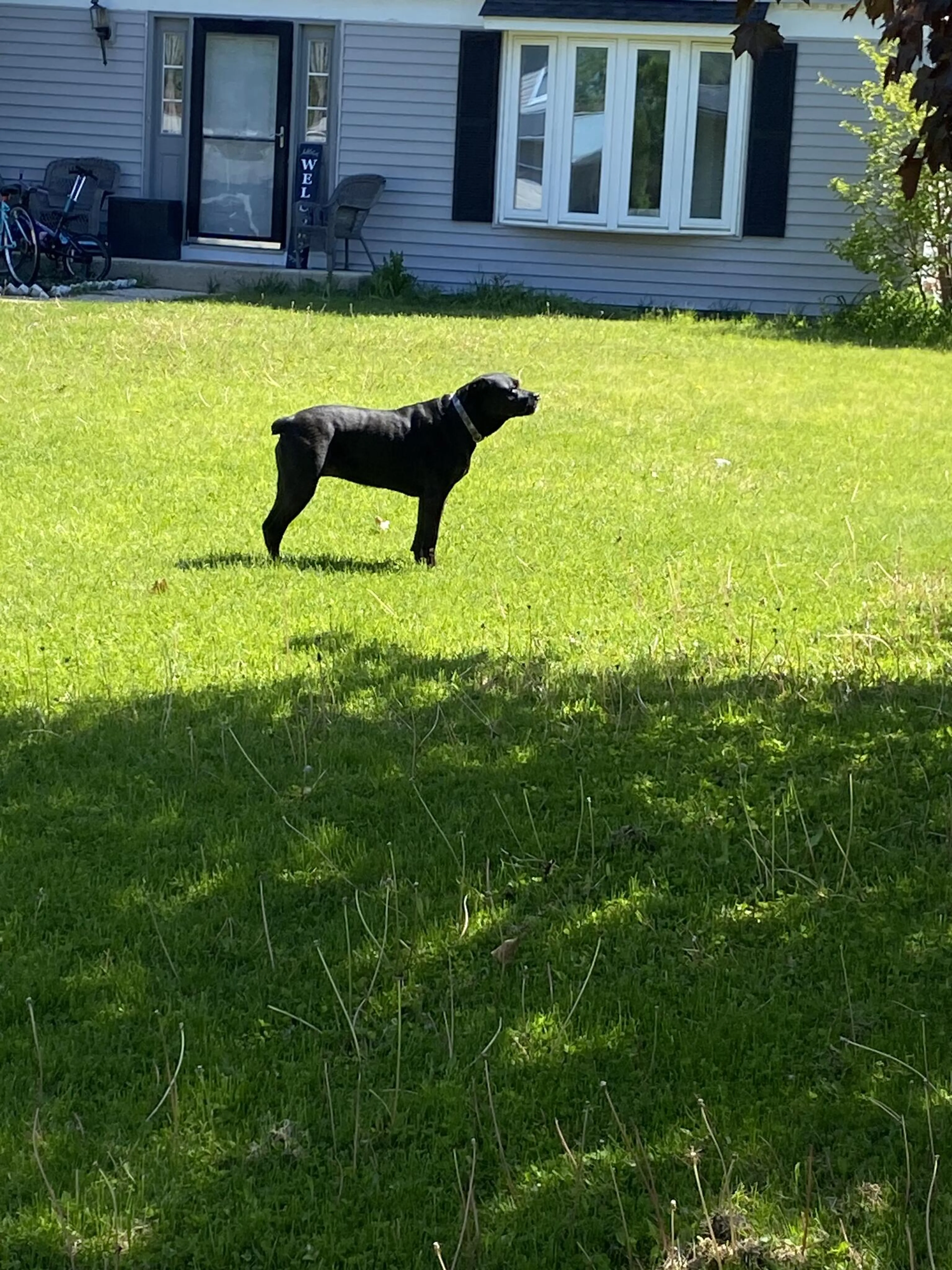 Found pet