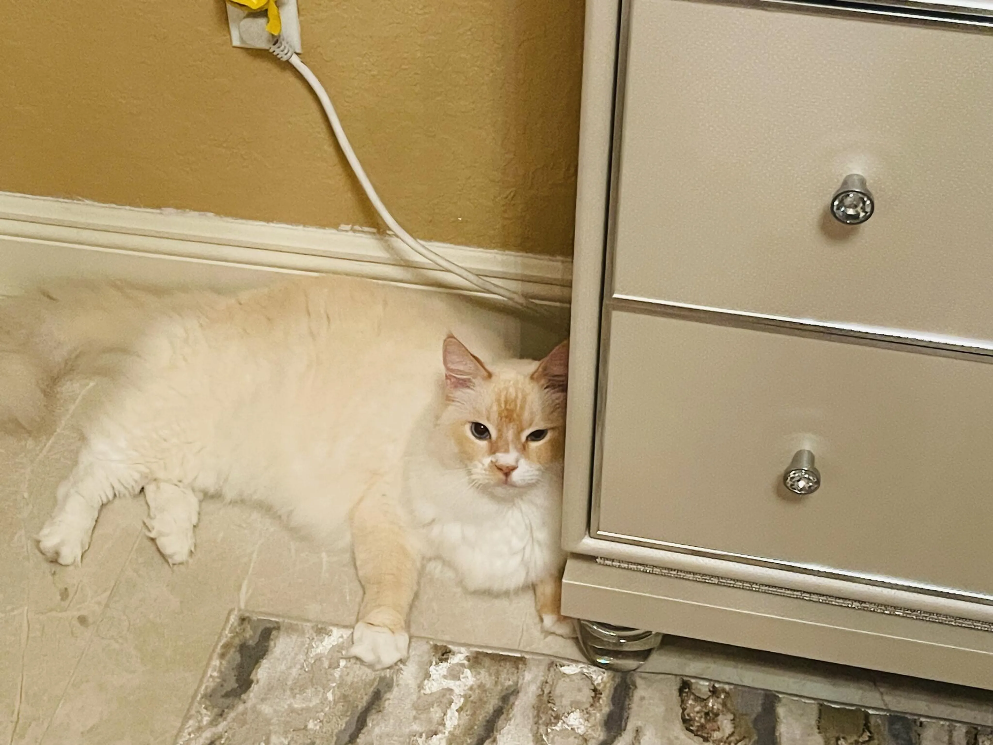 Found pet