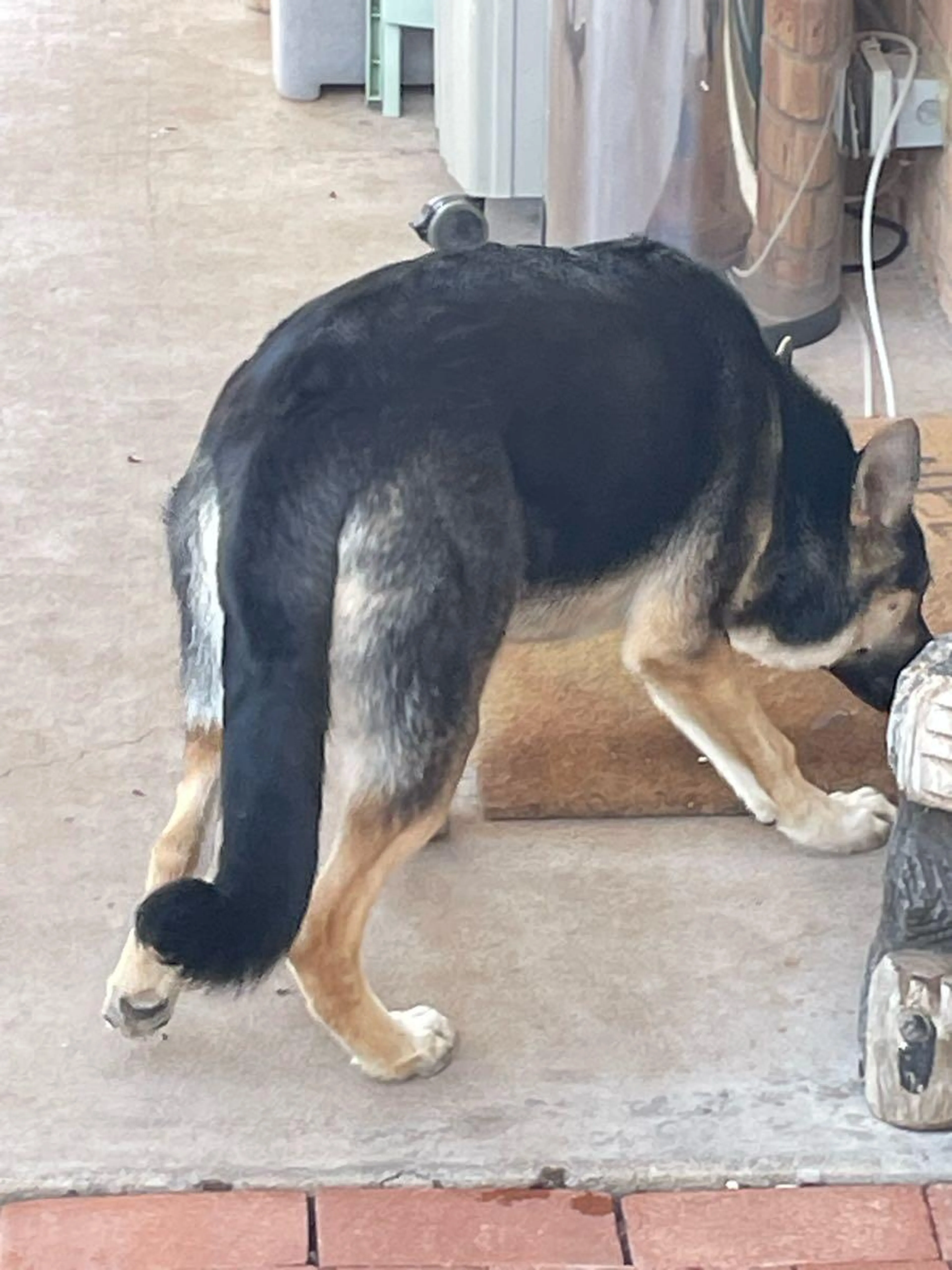 Found pet