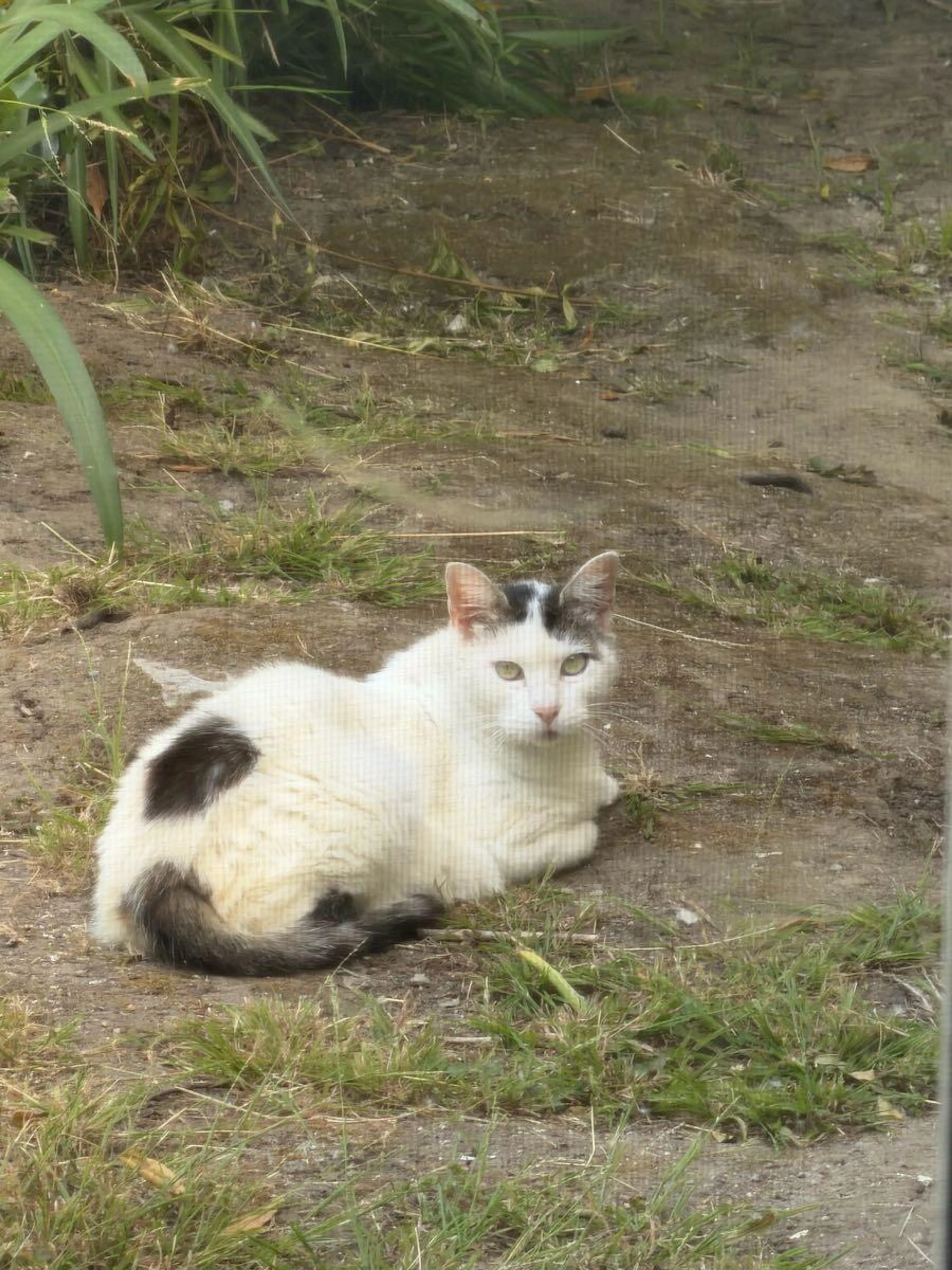 Found pet