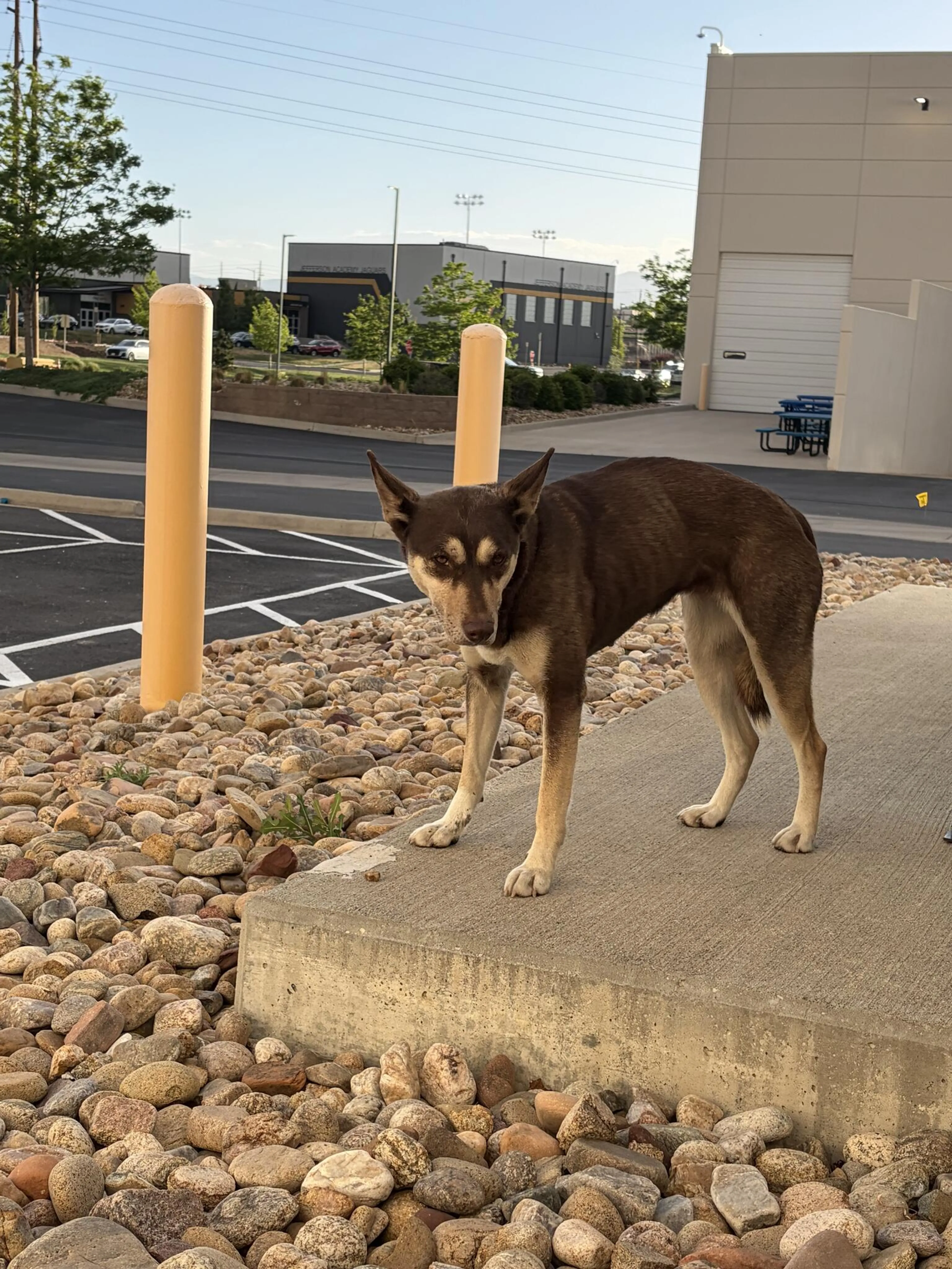 Found pet