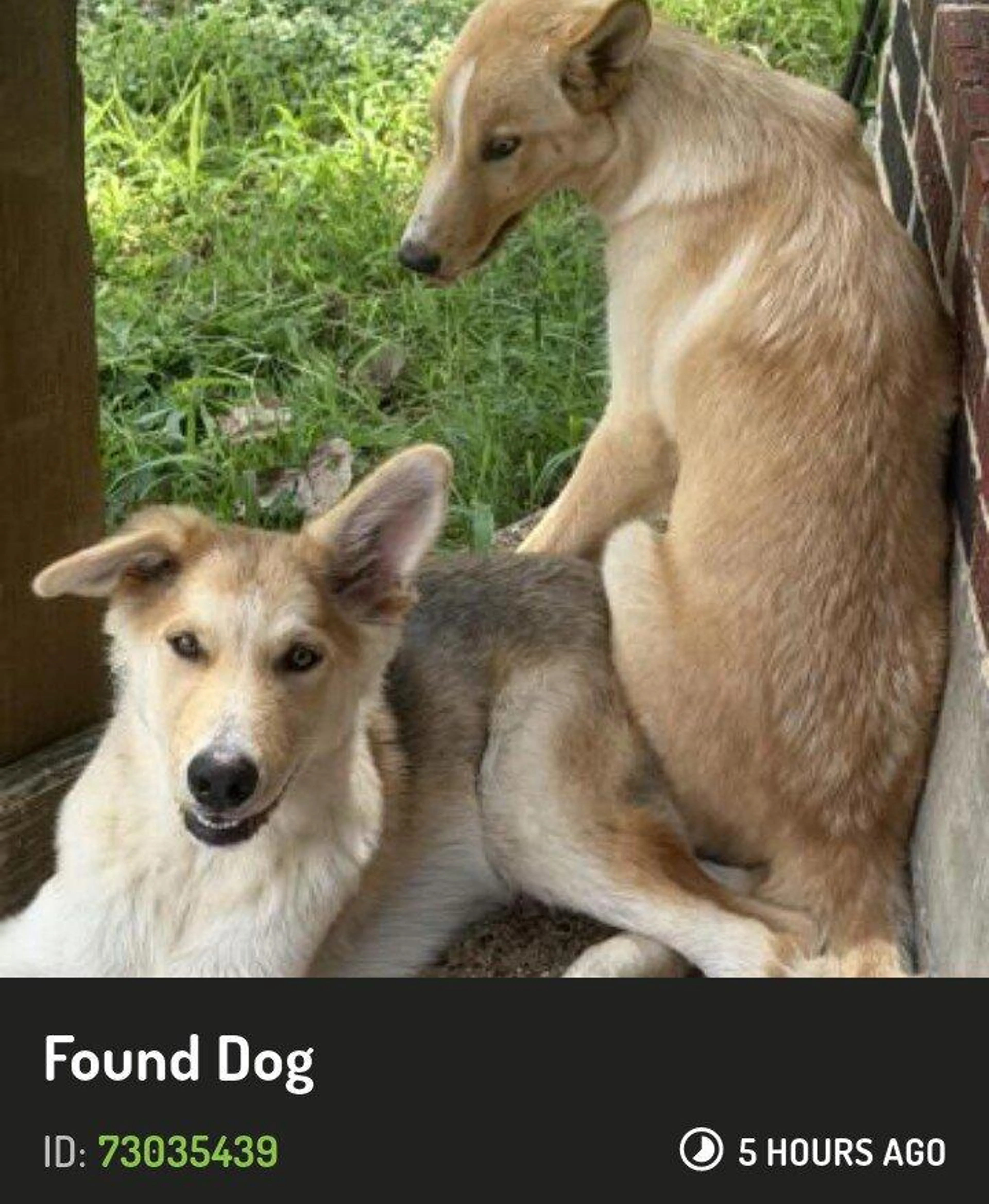 cdn image
