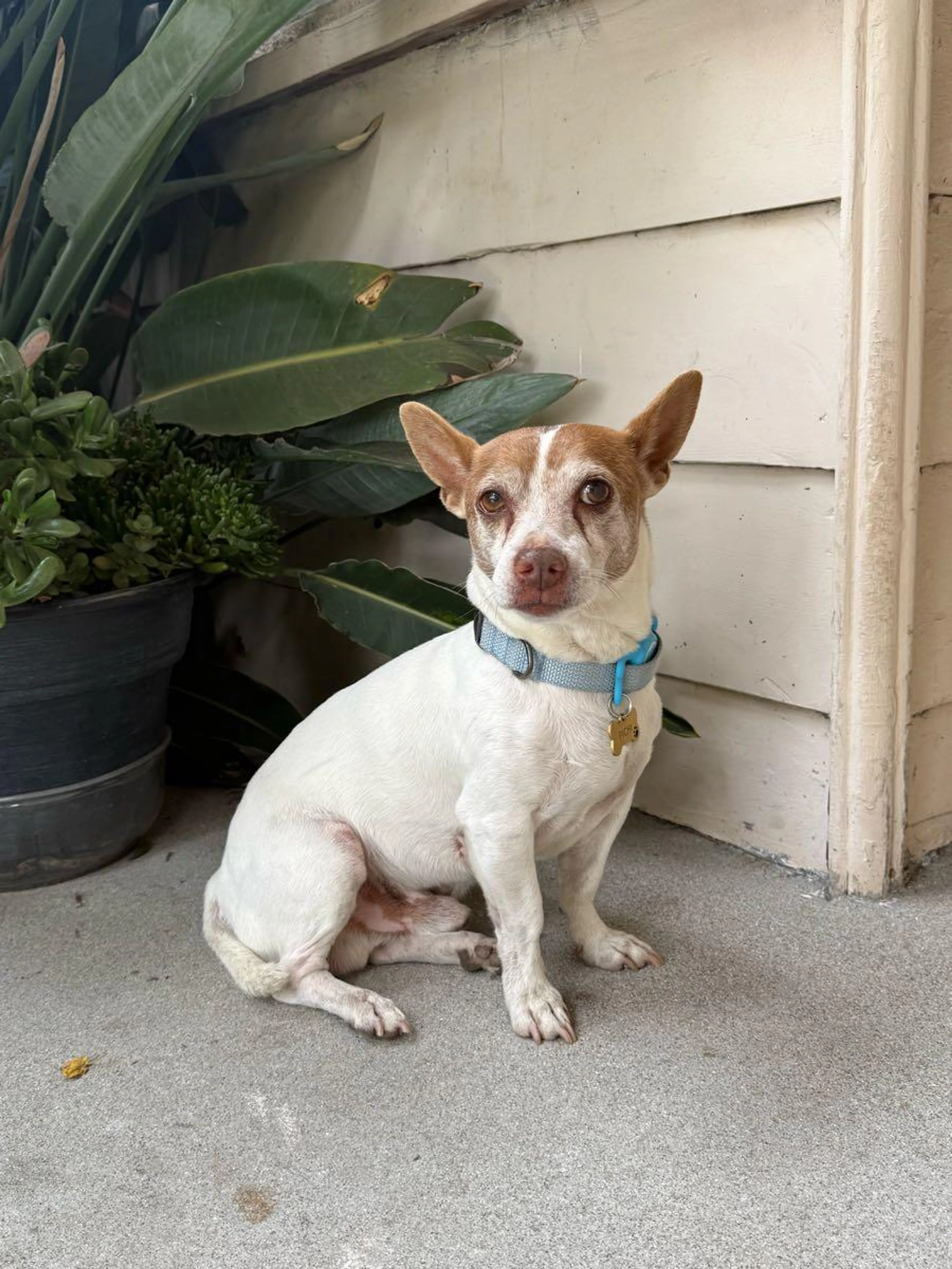 Found pet