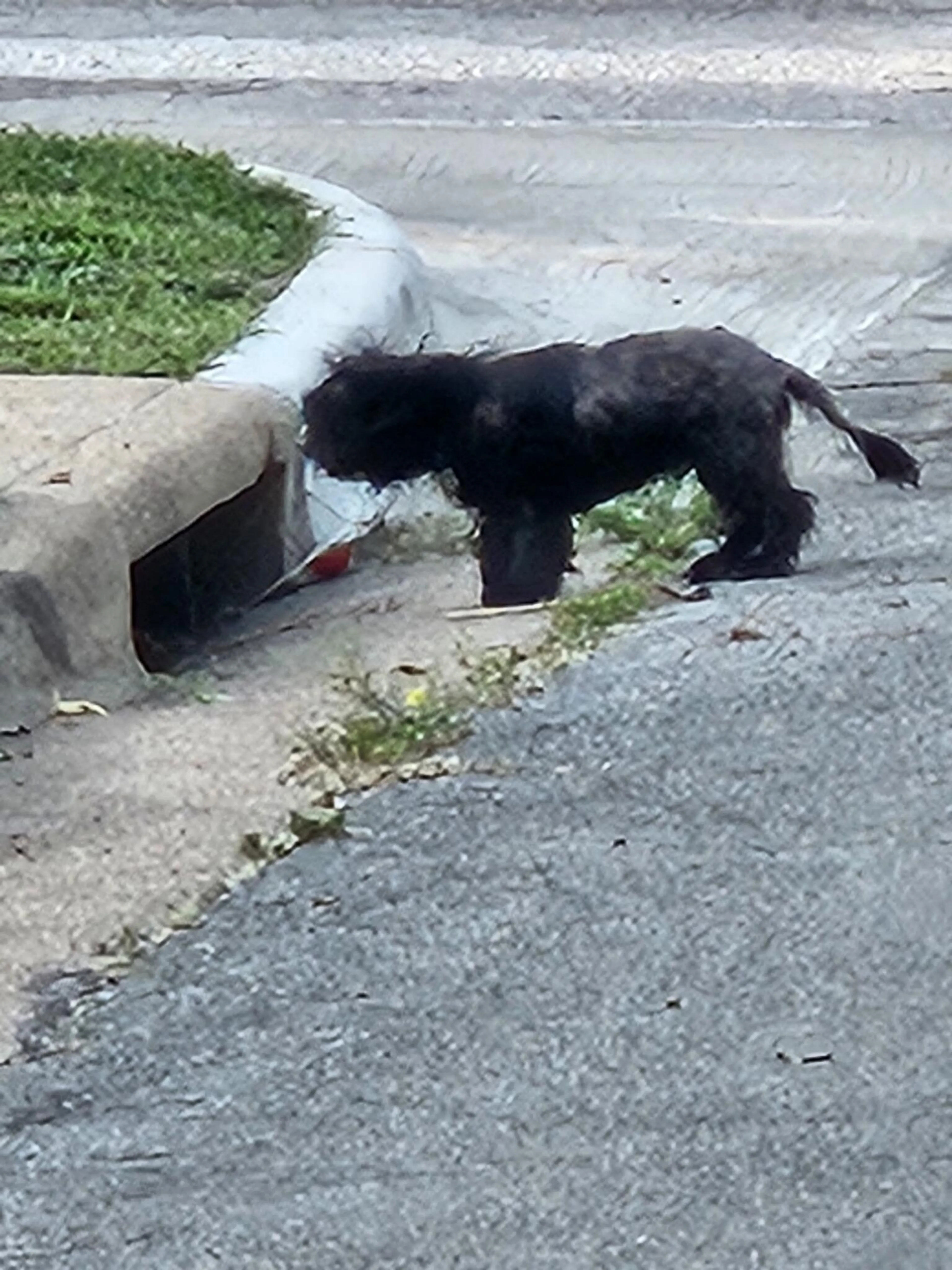Found pet