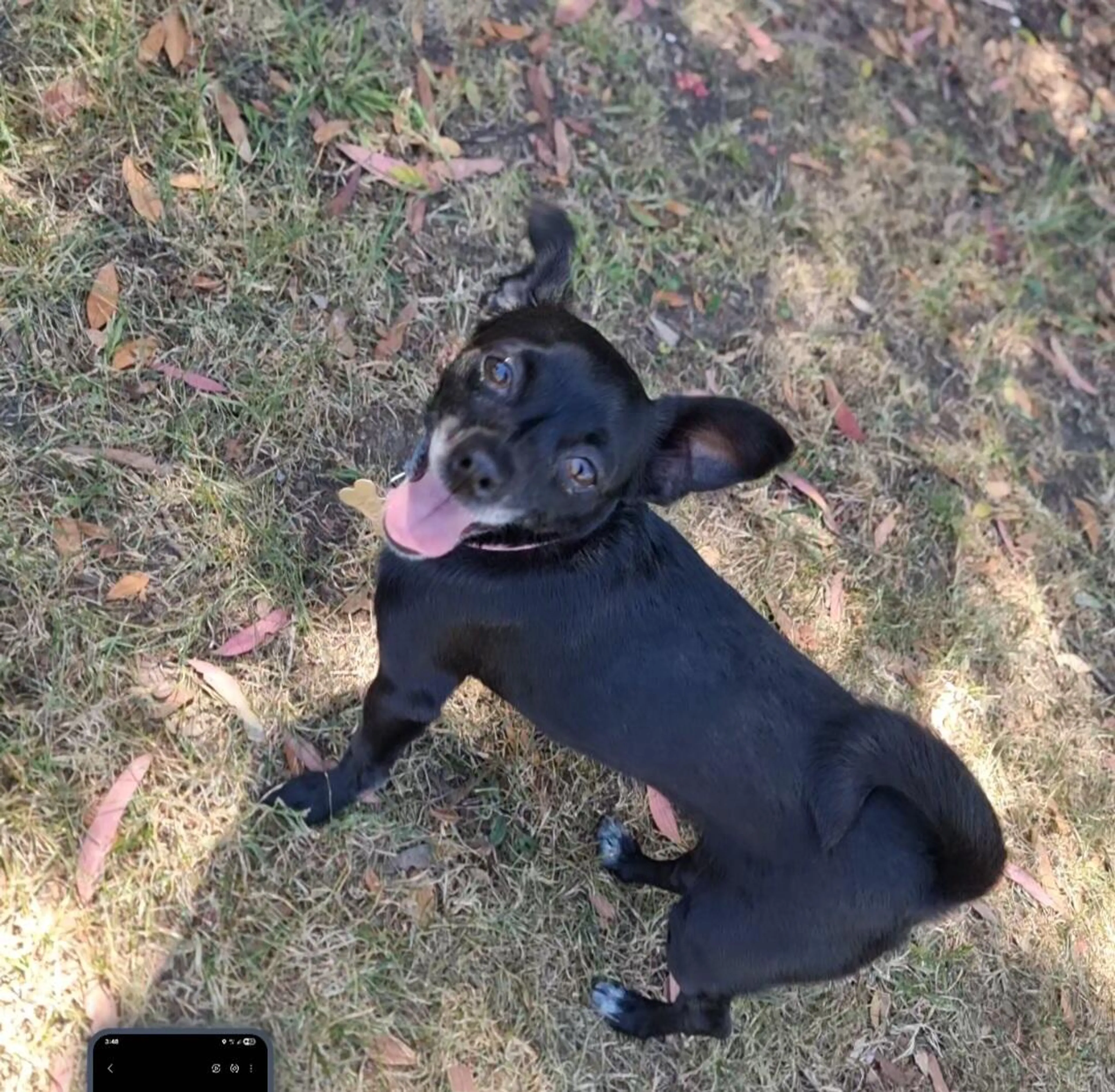 Lost pet