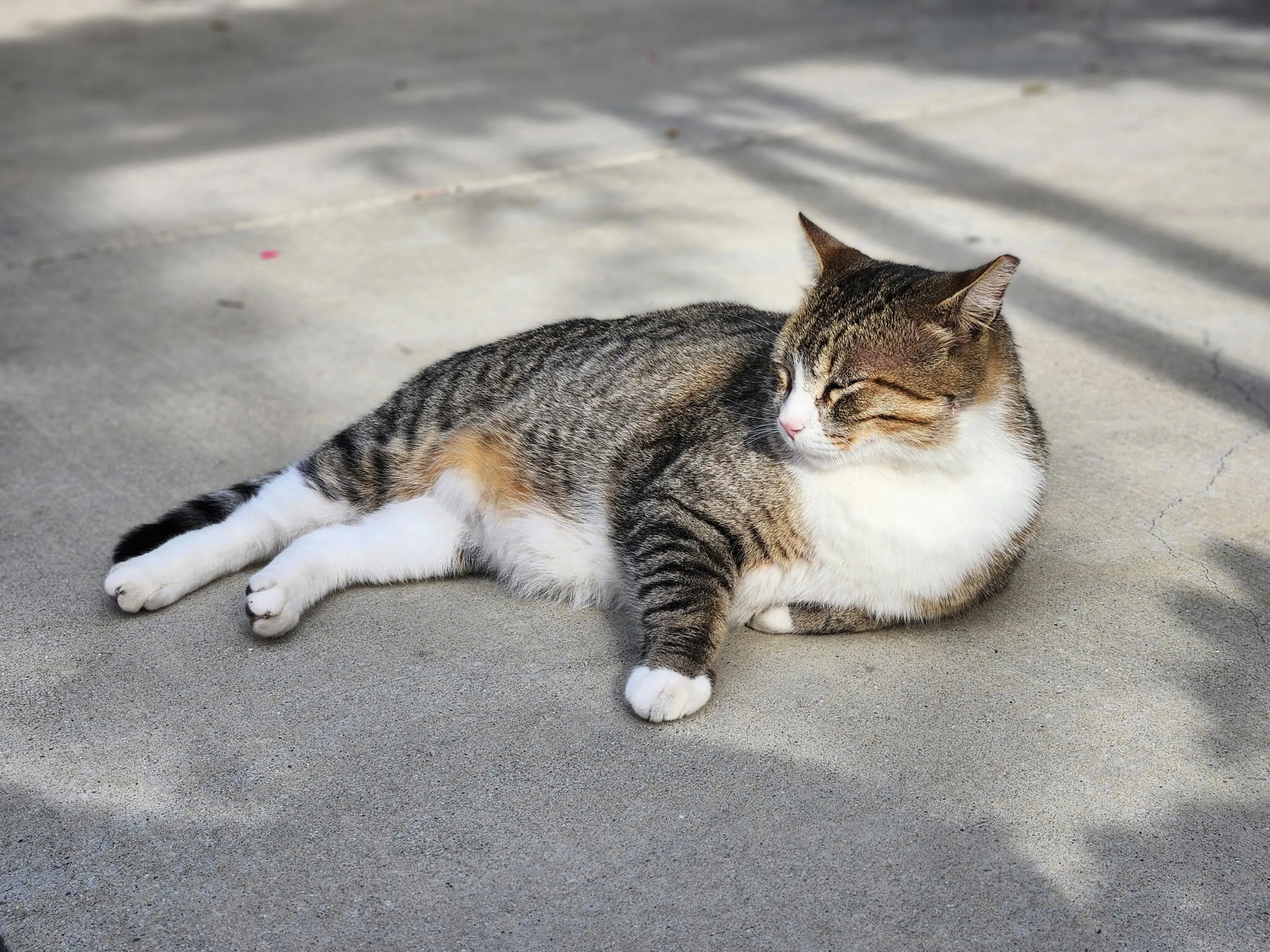Lost pet