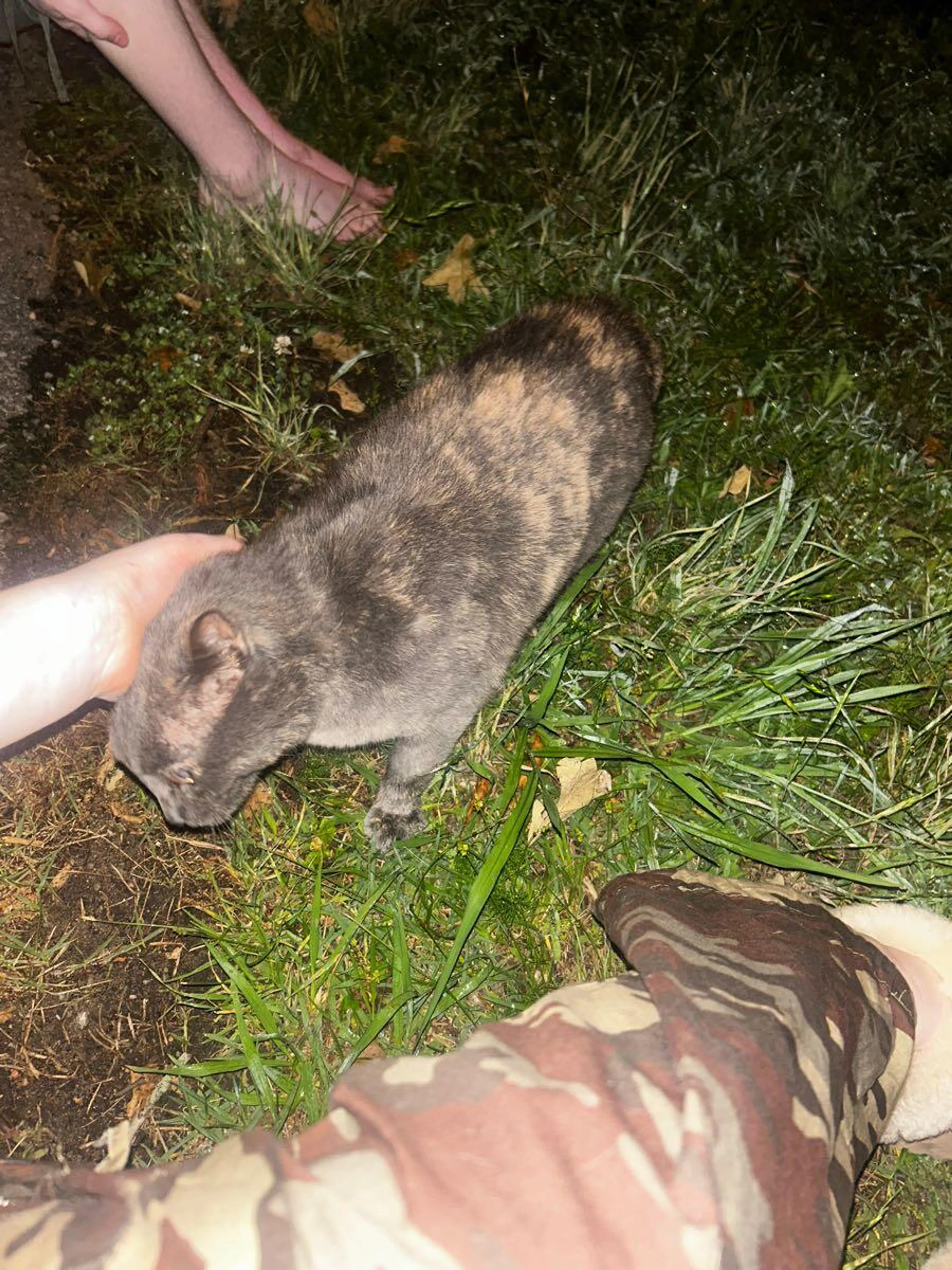 Found pet
