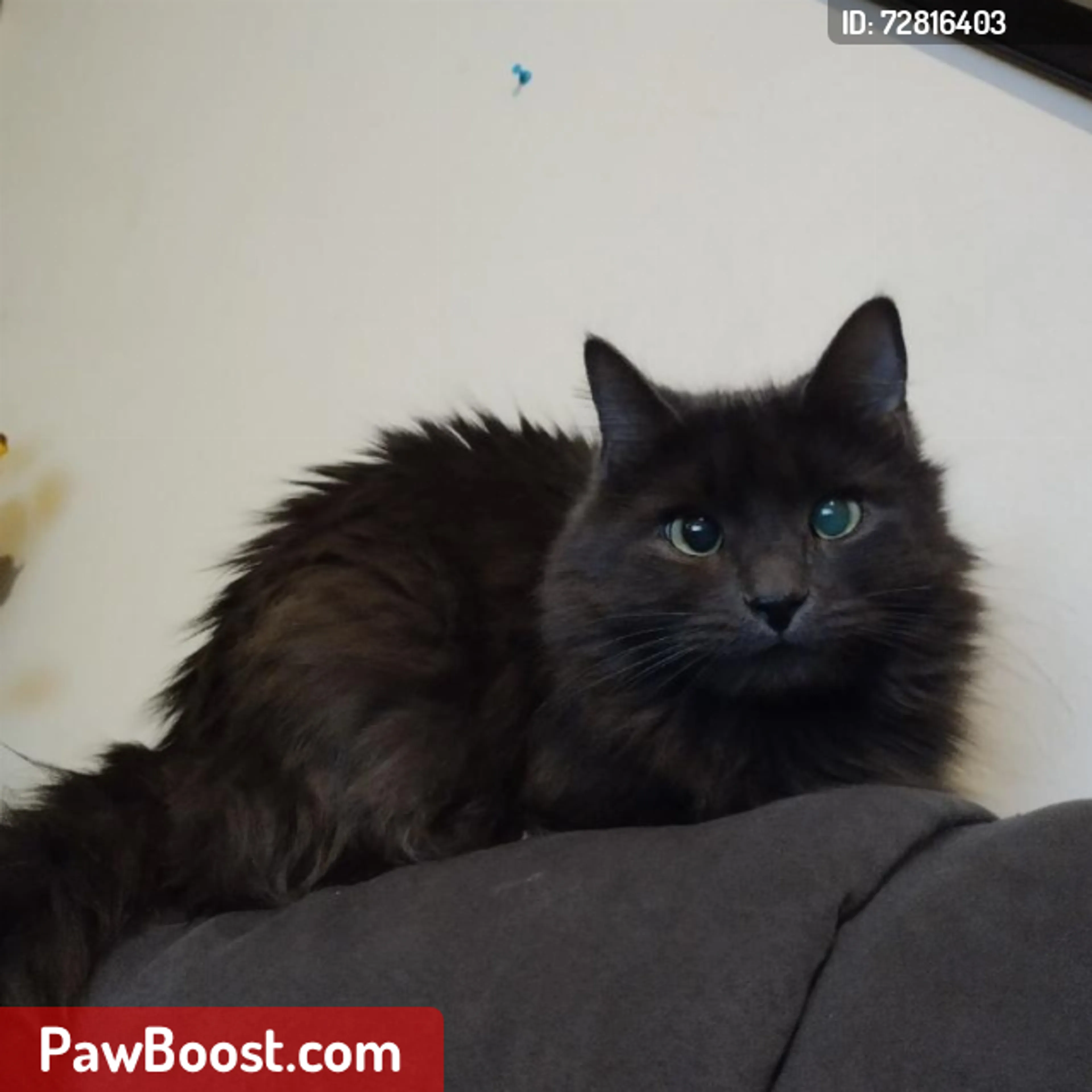 Lost pet