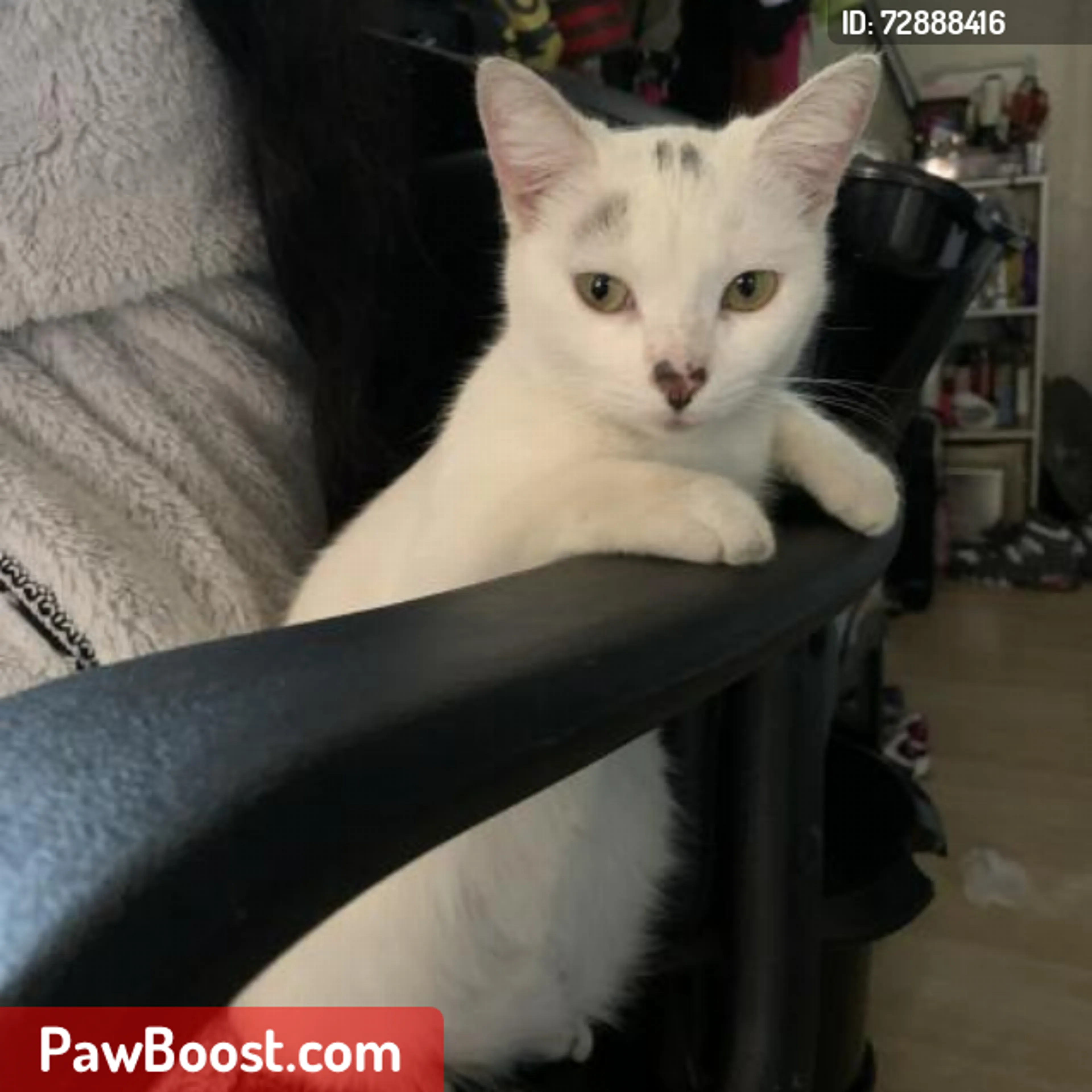 Lost pet