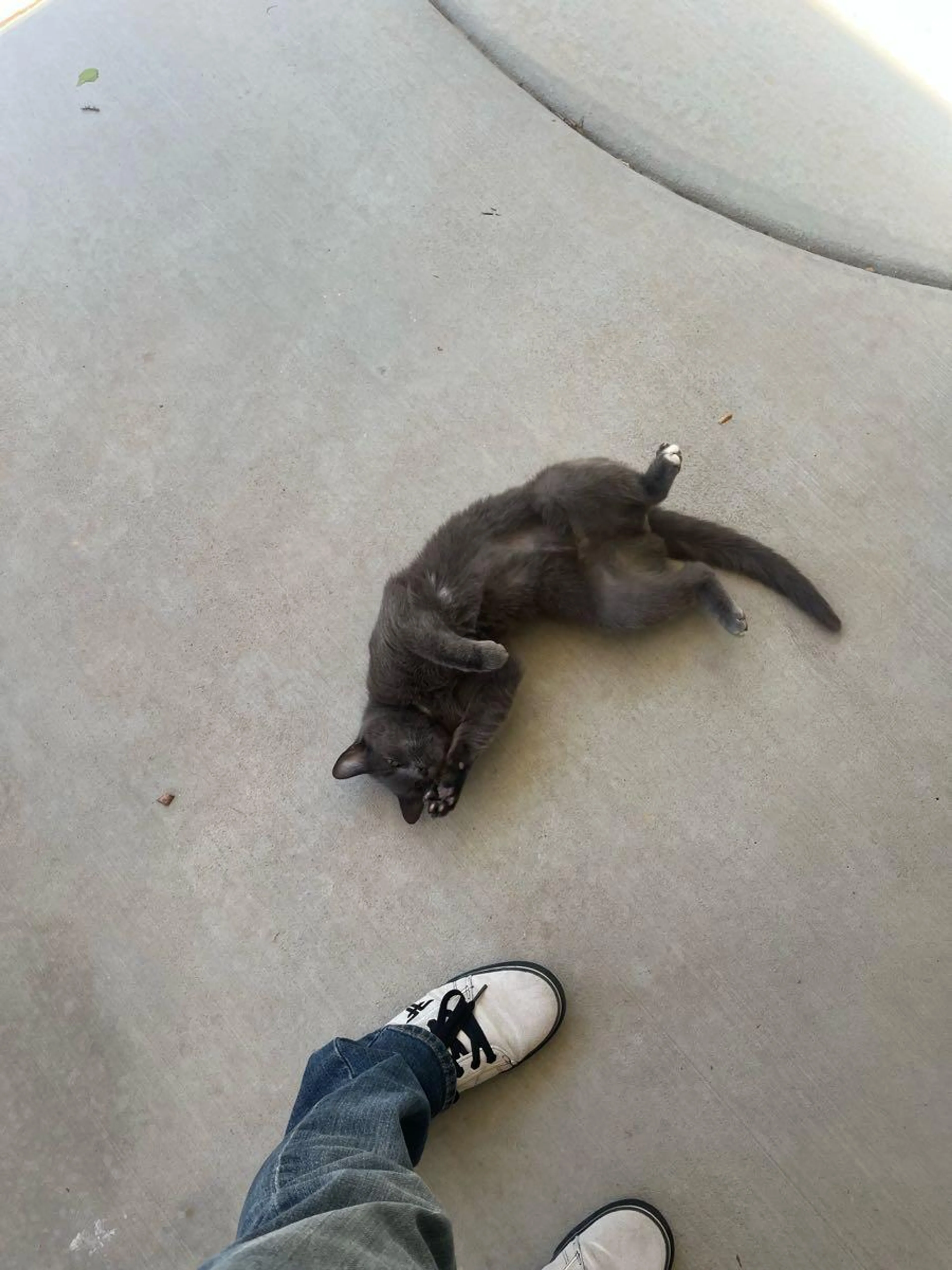 Found pet