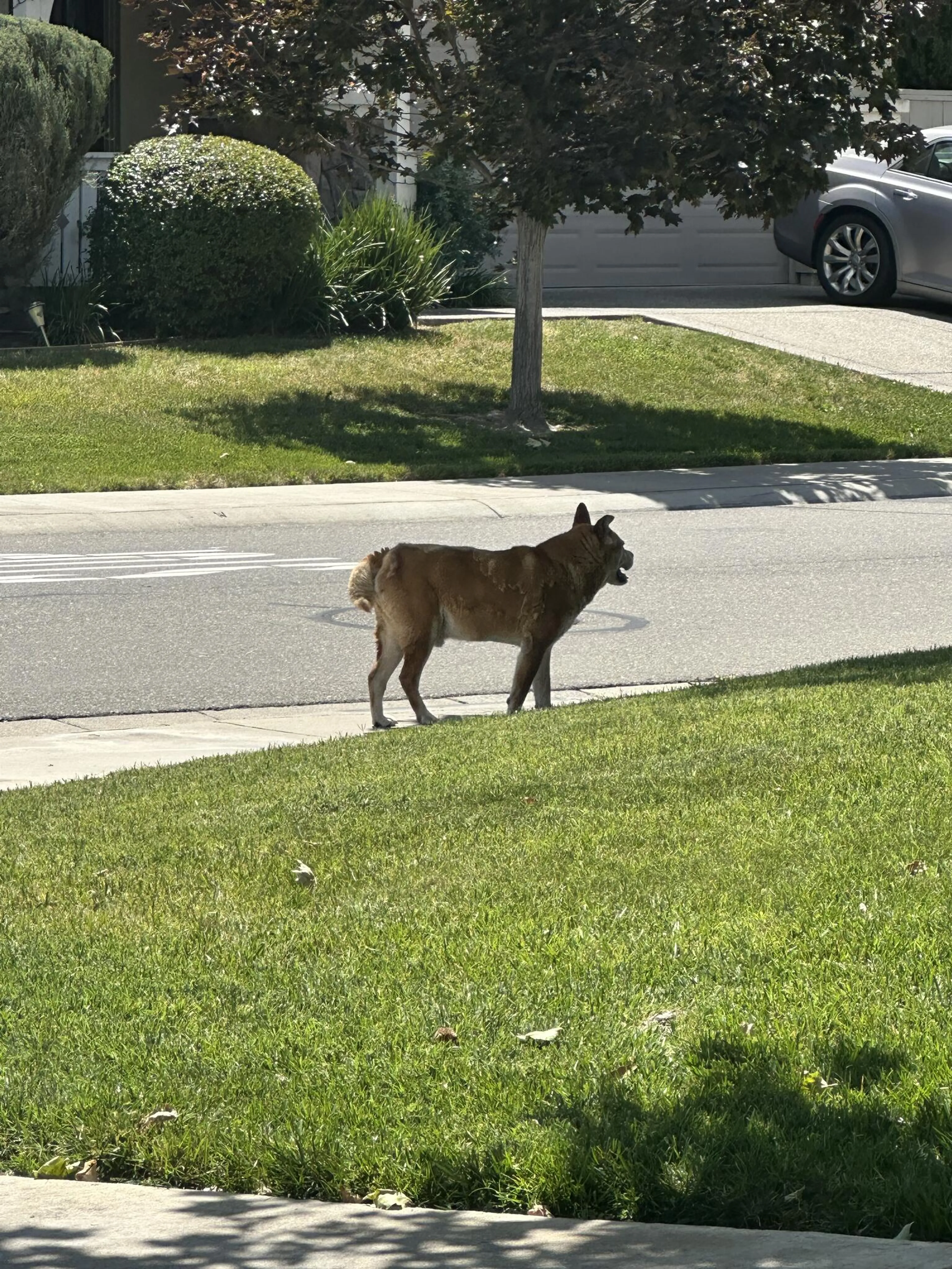 Found pet