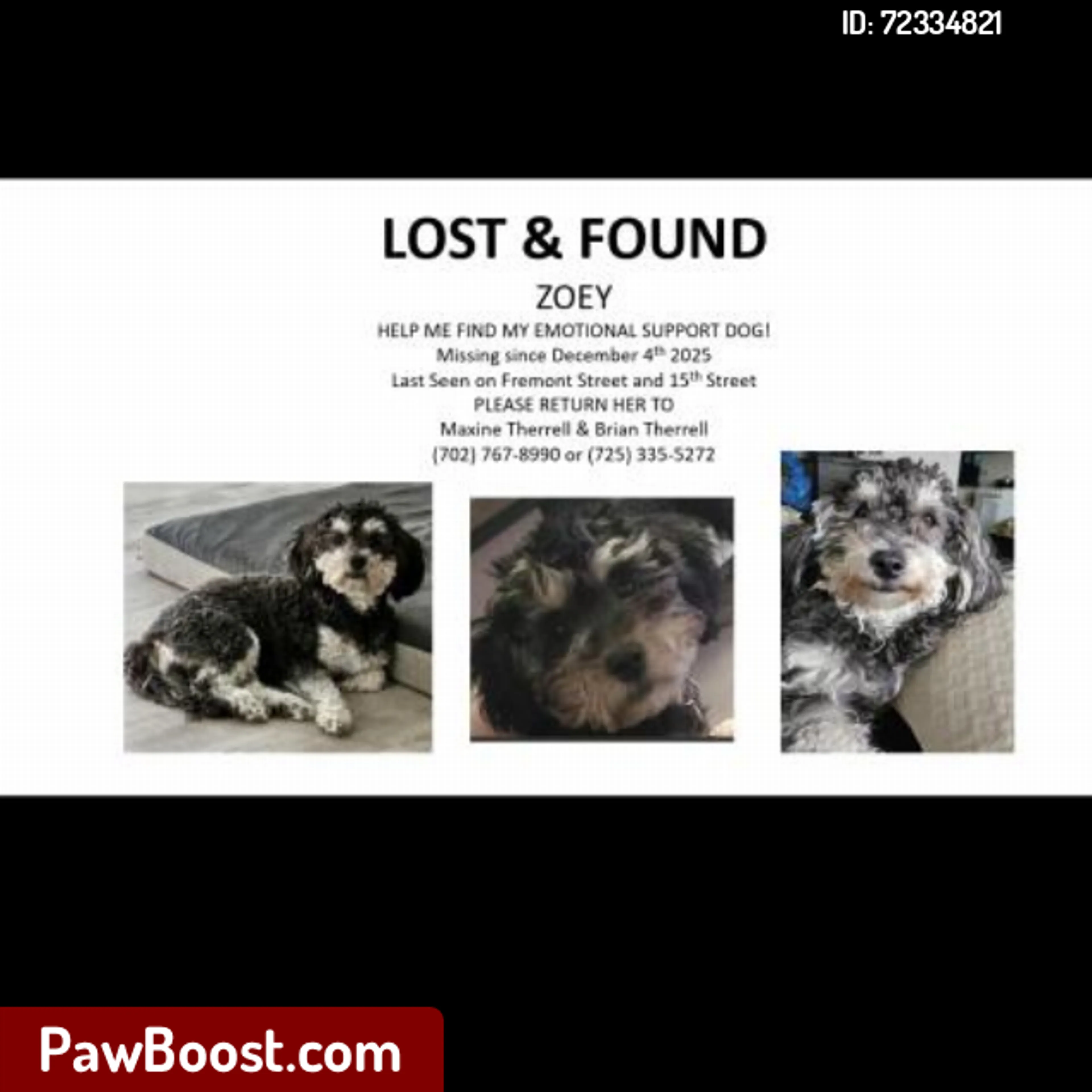 Lost pet