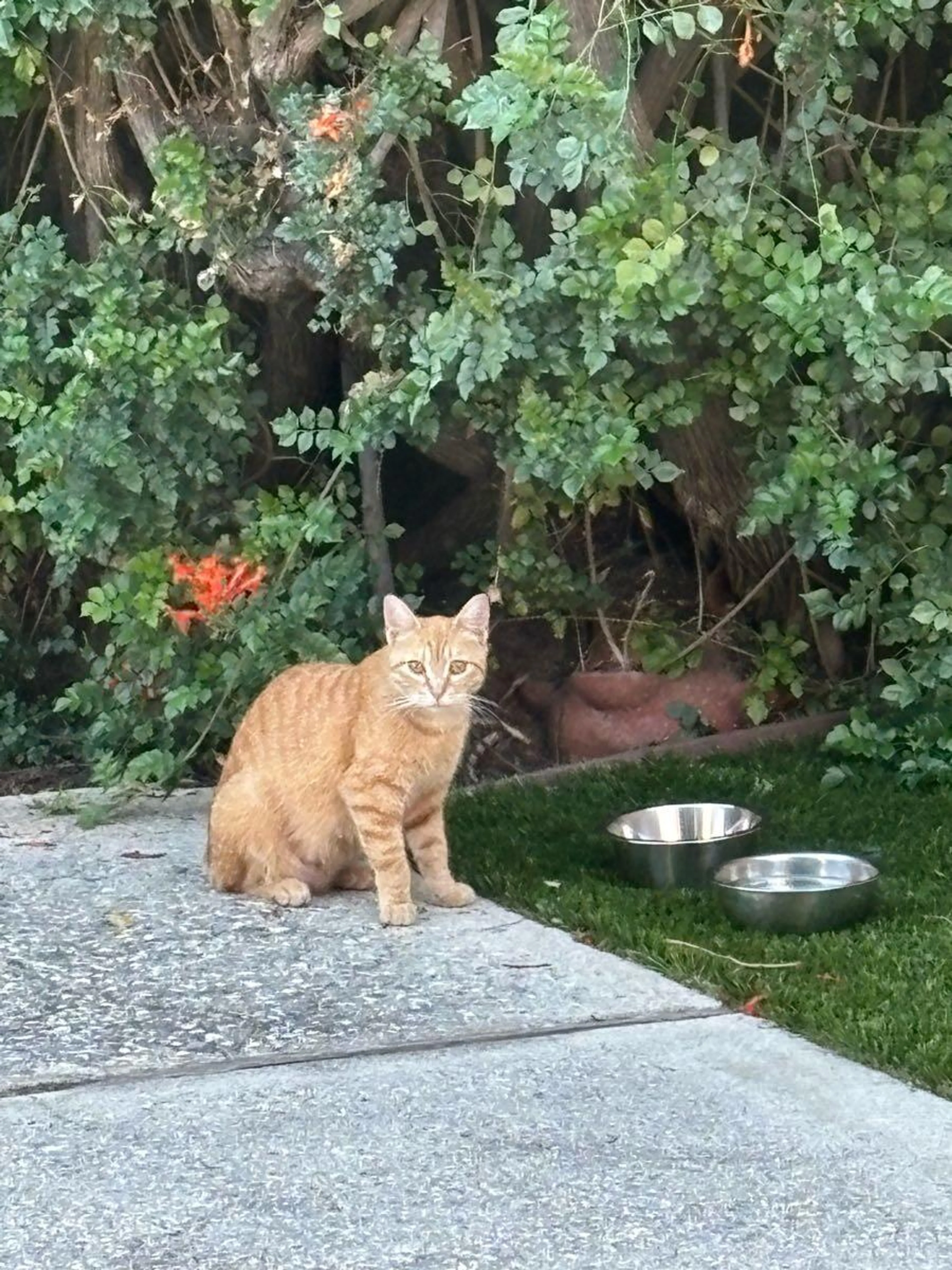 Found pet