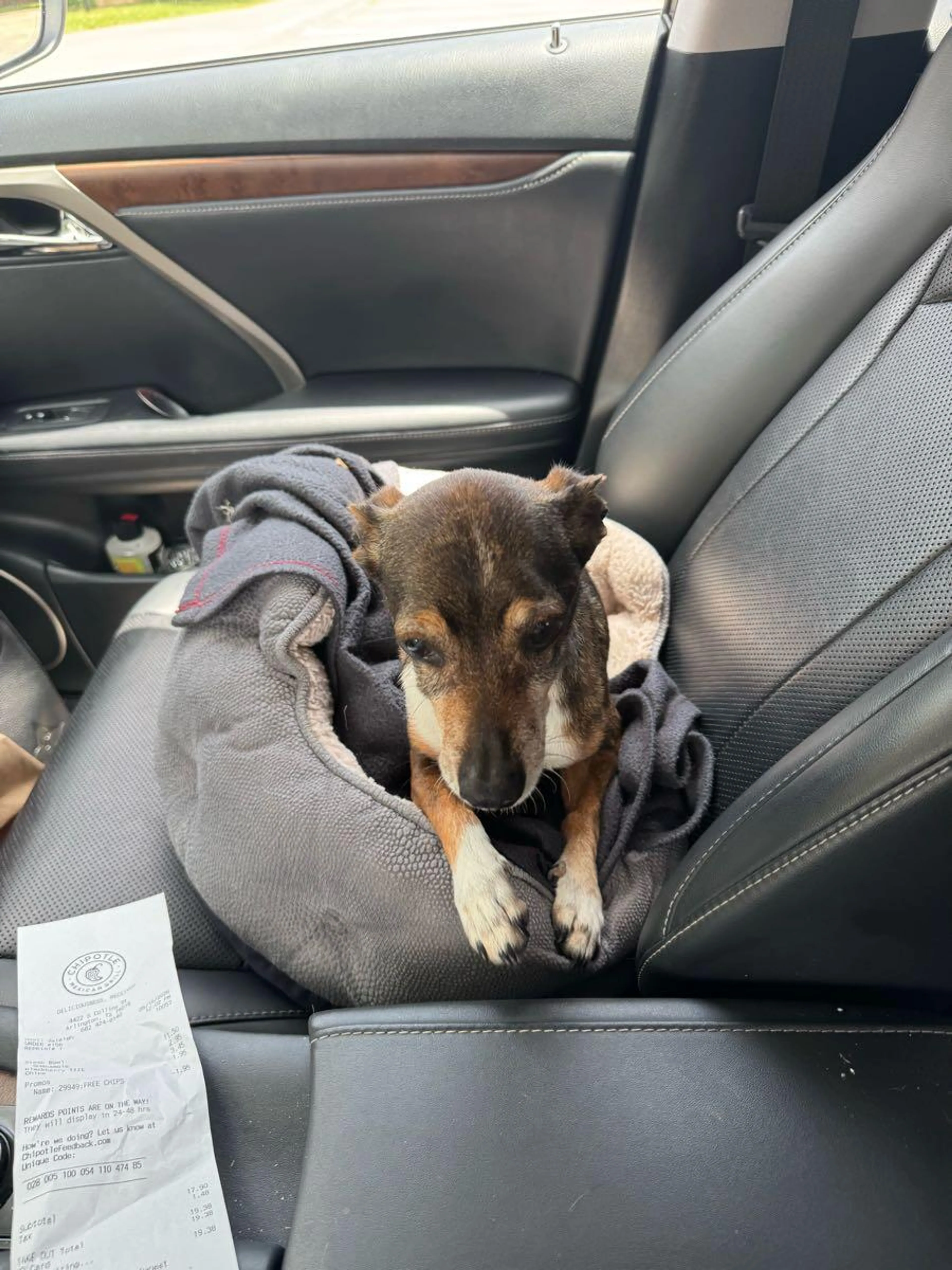 Lost pet