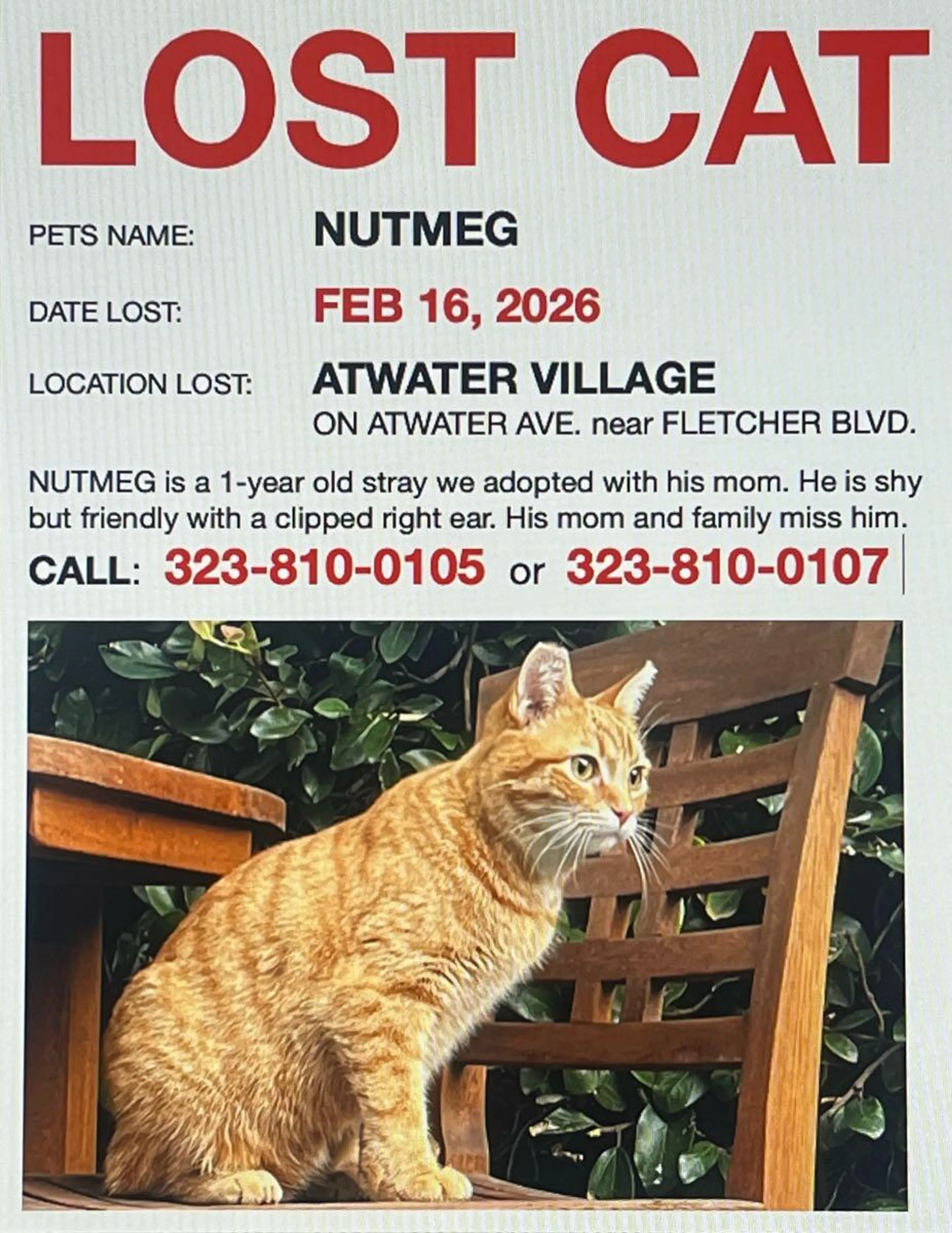 Lost pet