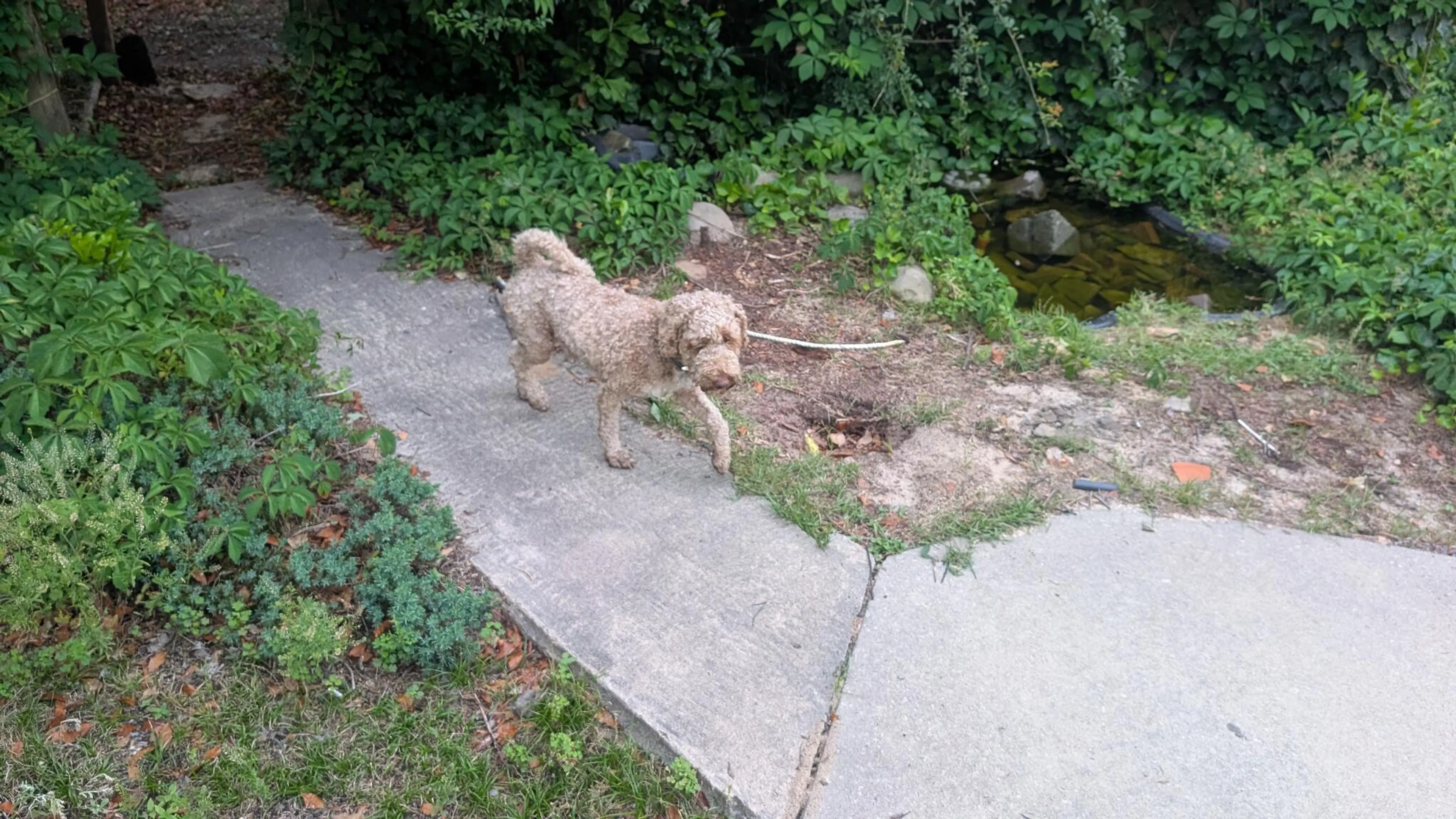 Found pet