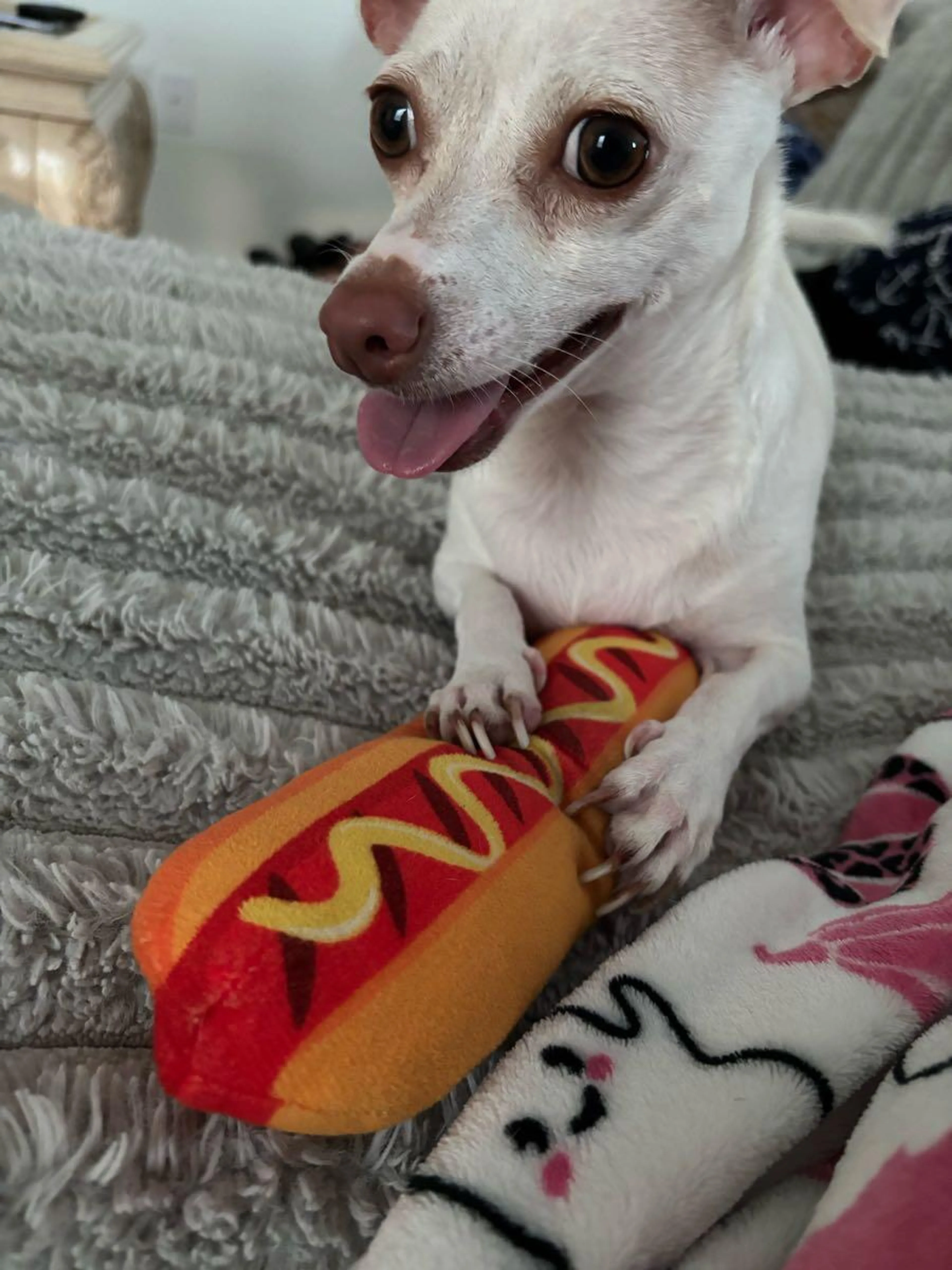 Lost pet