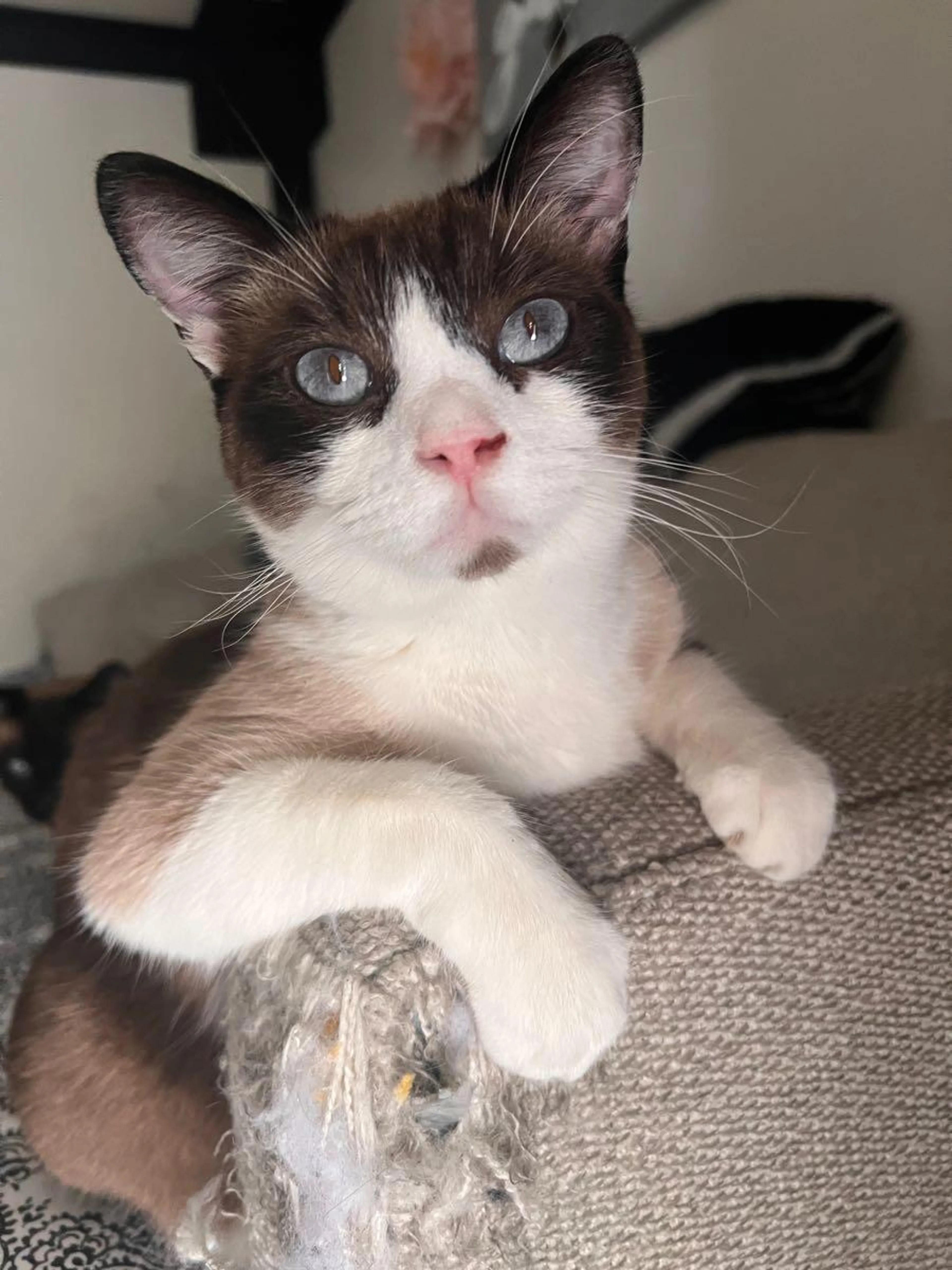 Lost pet