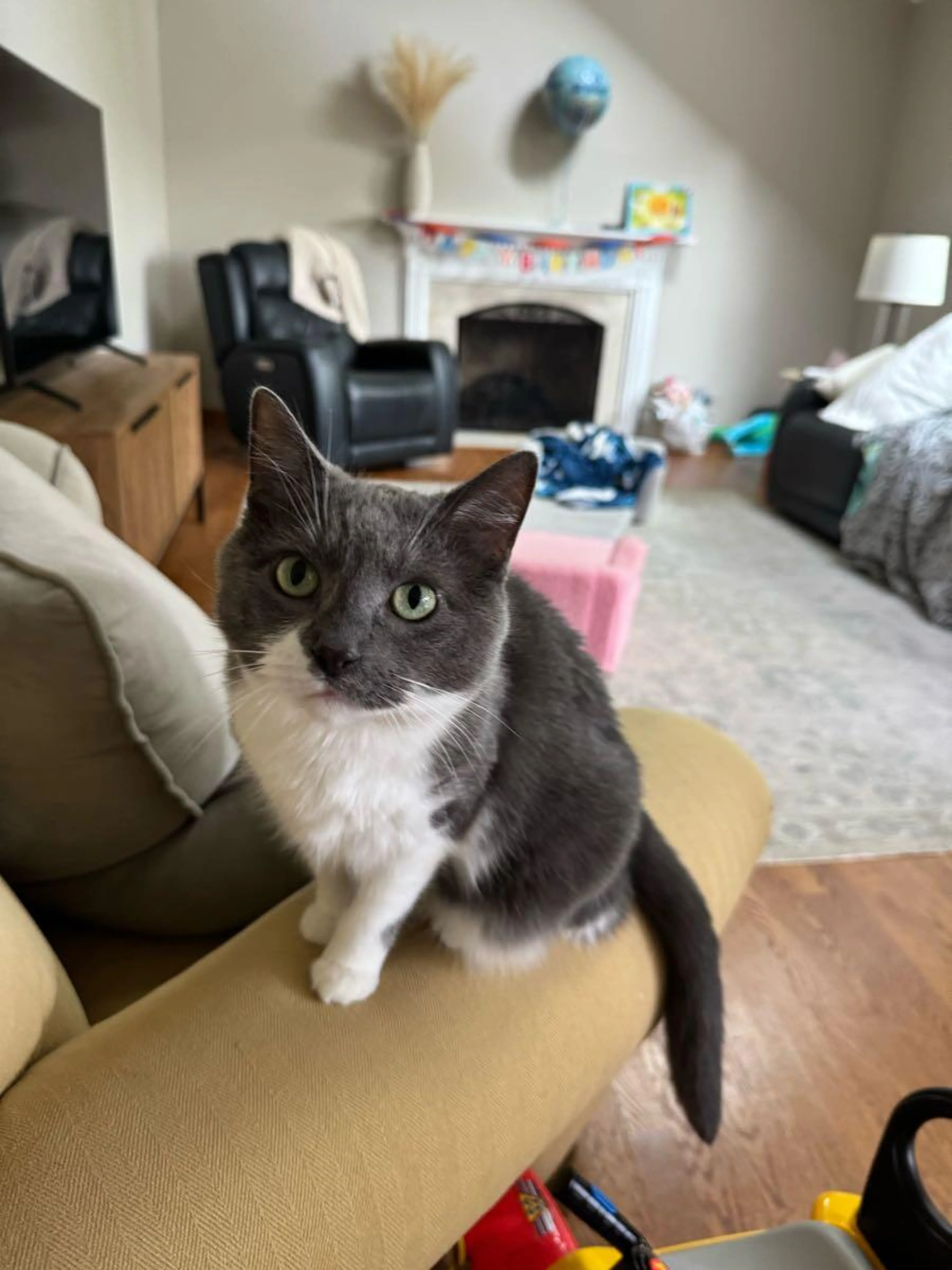 Lost pet