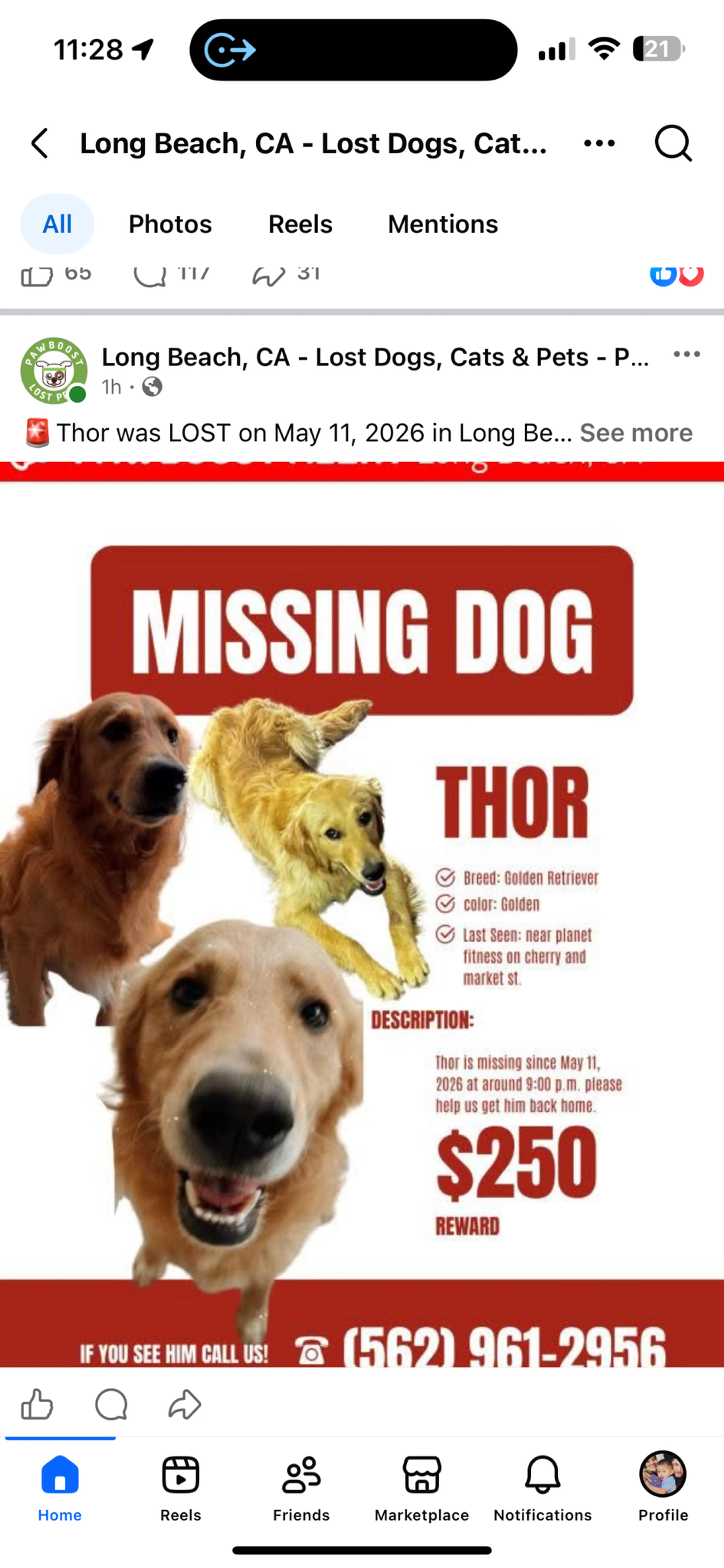 Lost pet