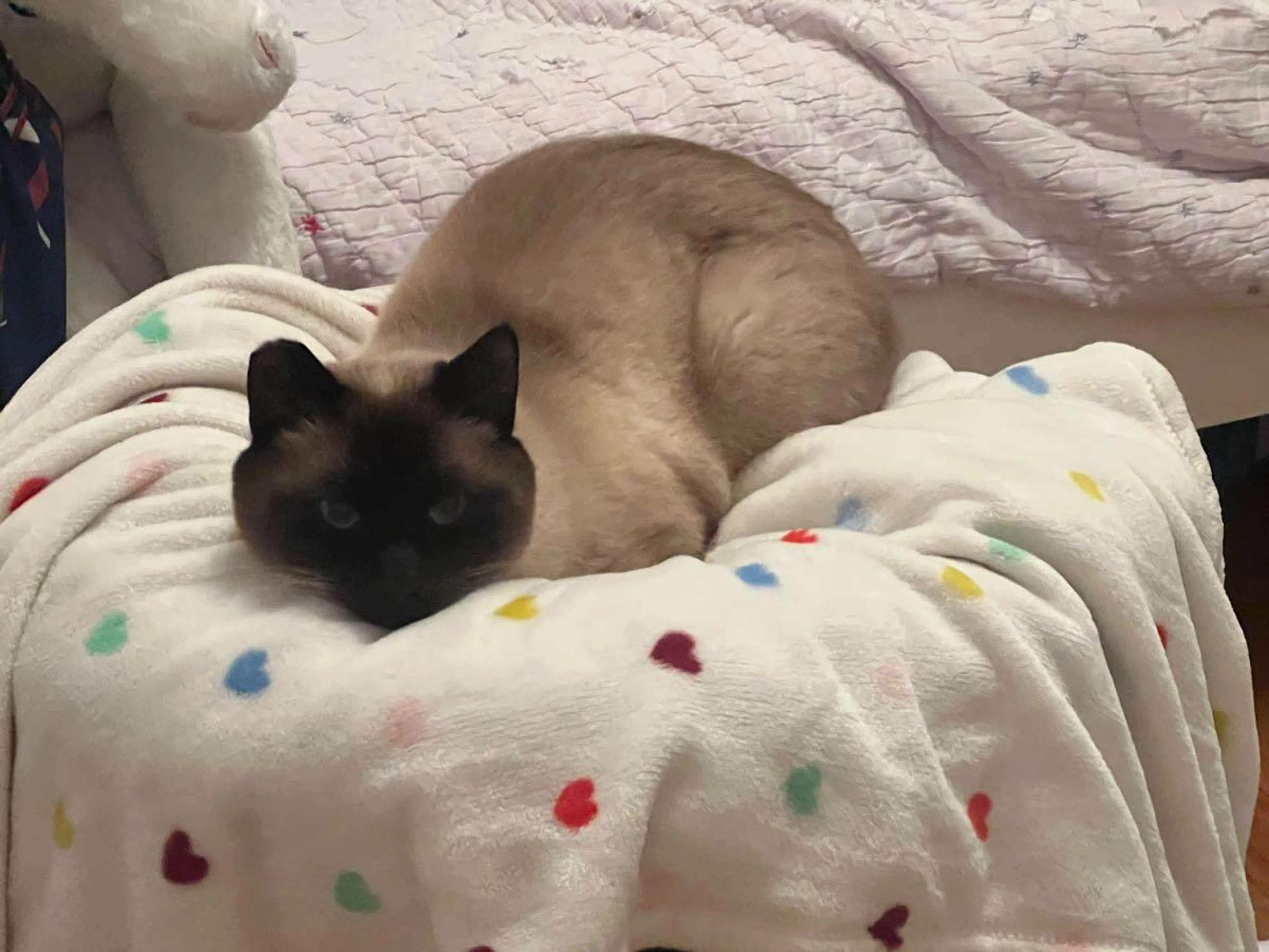 Lost pet