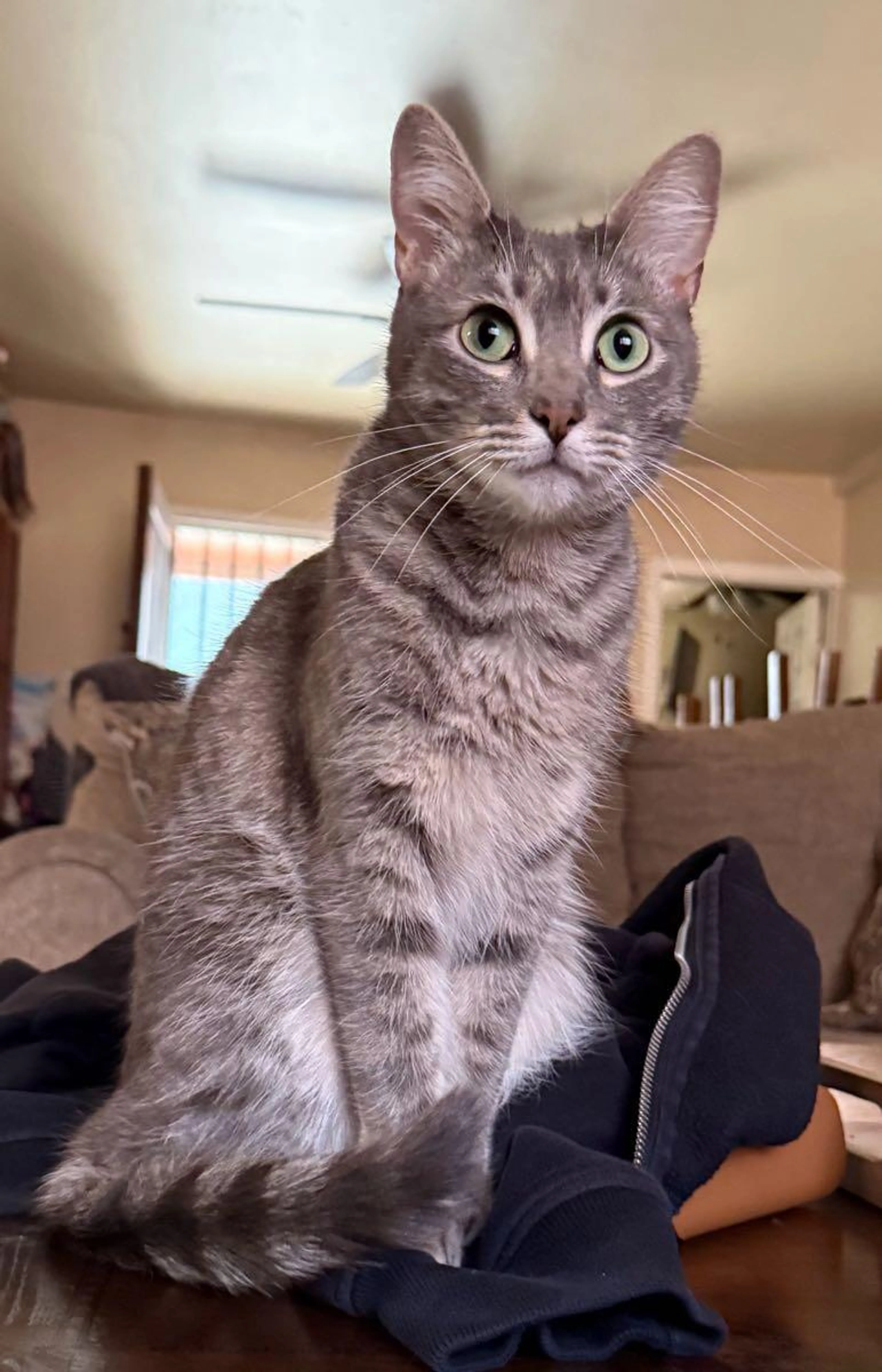 Lost pet