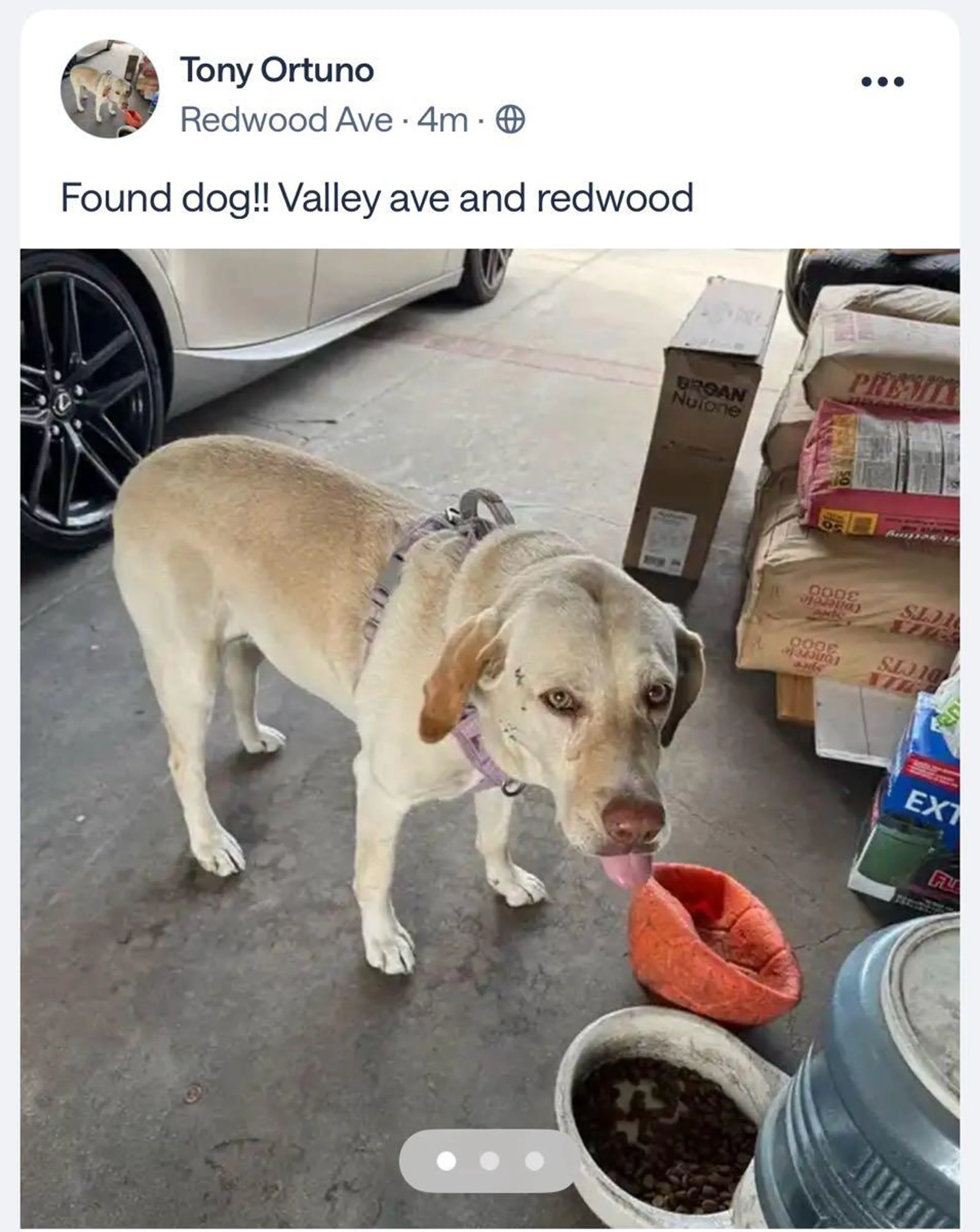 Found pet