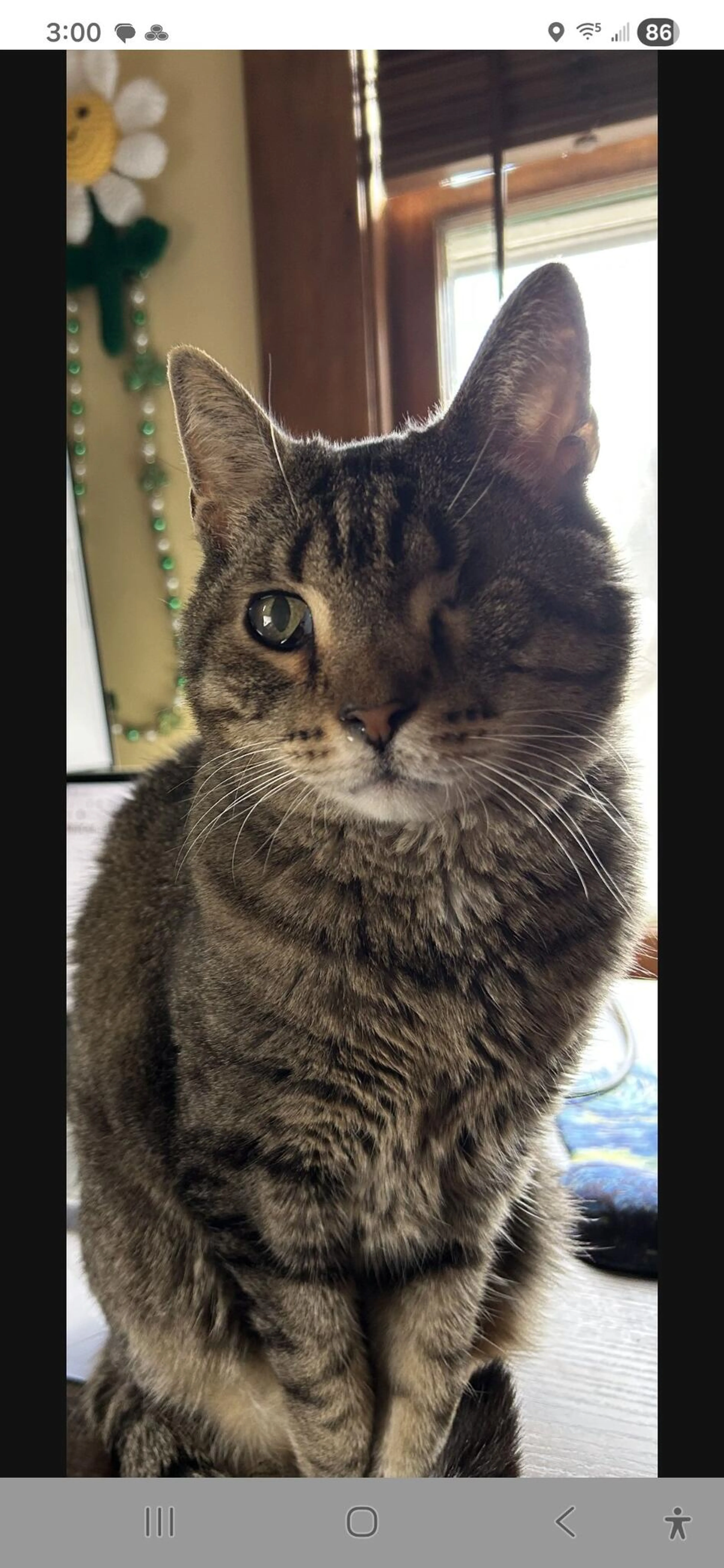 Lost pet