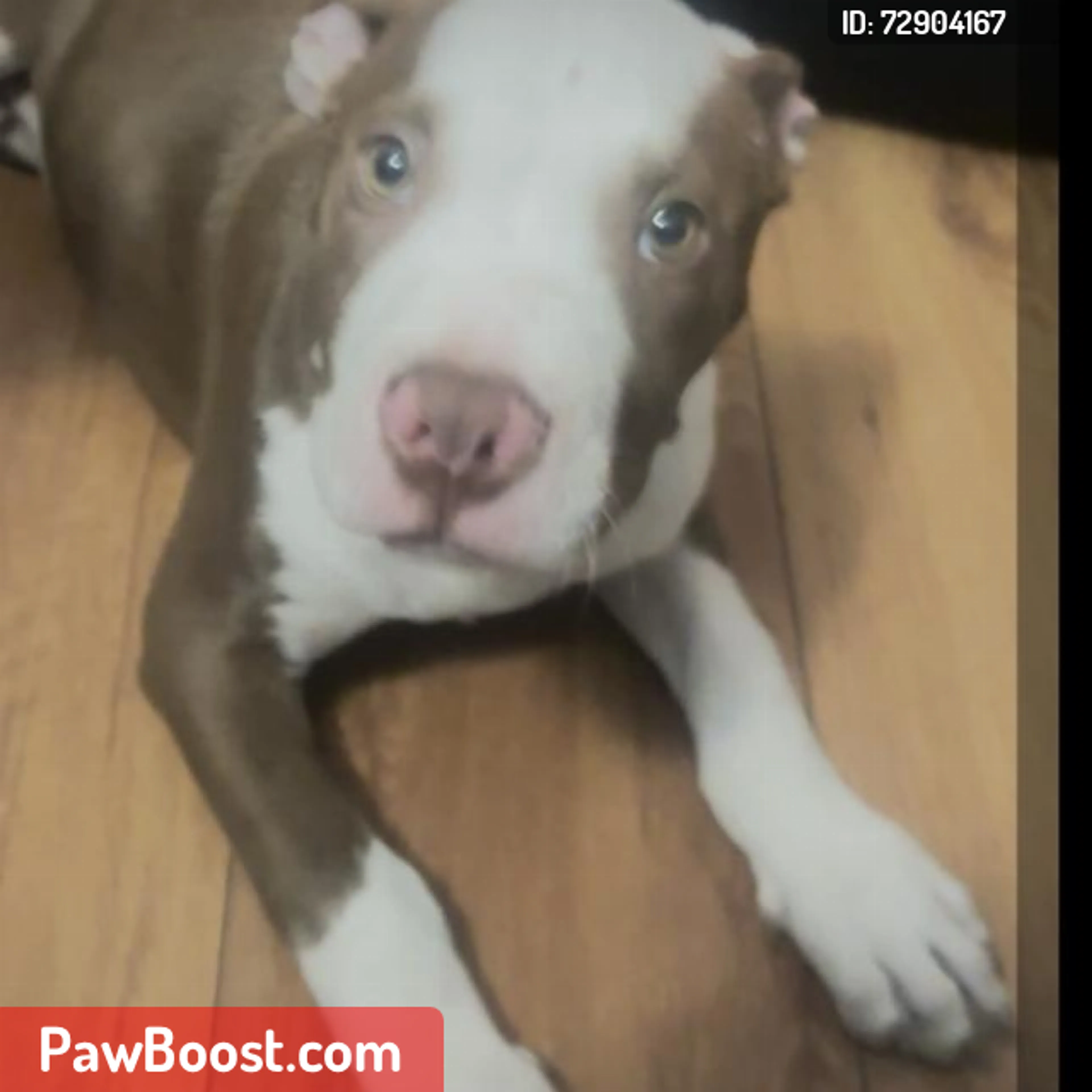 Lost pet
